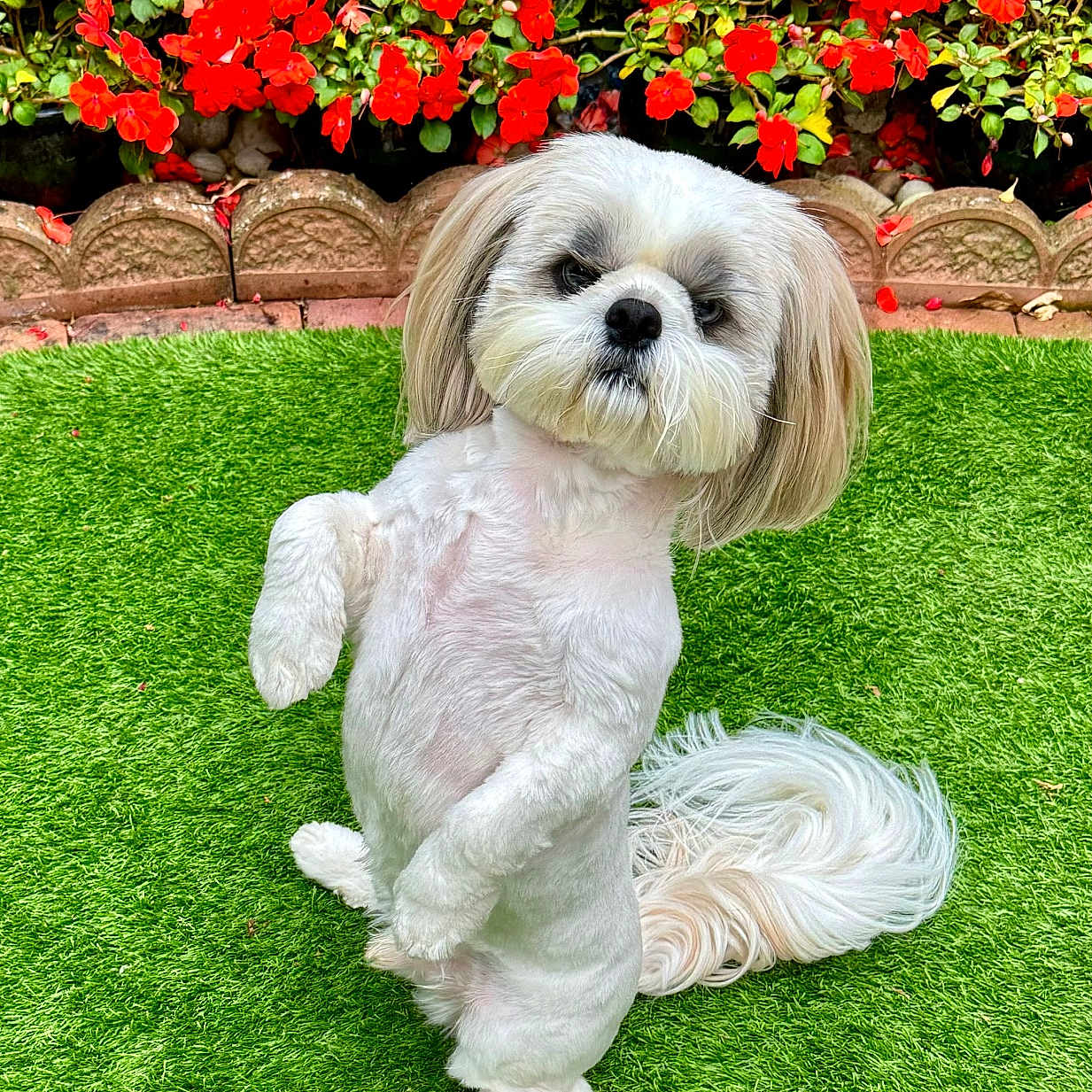 Dylan
