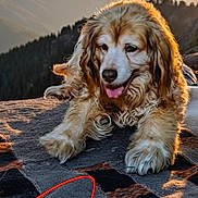 Ginger joined the competition — help win amazing prizes! dog, golden_retriever, outdoor, mountains, sunset, blanket, relaxed, fur, tongue_out, nature, scenic, animal, pet, sunlight, landscape, happy, resting, canine, warm_light, grass