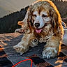 dog, golden_retriever, outdoor, mountains, sunset, blanket, relaxed, fur, tongue_out, nature, scenic, animal, pet, sunlight, landscape, happy, resting, canine, warm_light, grass