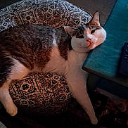 Kazmere joined the competition — help win amazing prizes! cat, cushion, patterned, table, indoor, resting, relaxed, feline, pet, cozy, fur, whiskers, paw, home, carpet, sleepy, face, animal, domestic, comfort