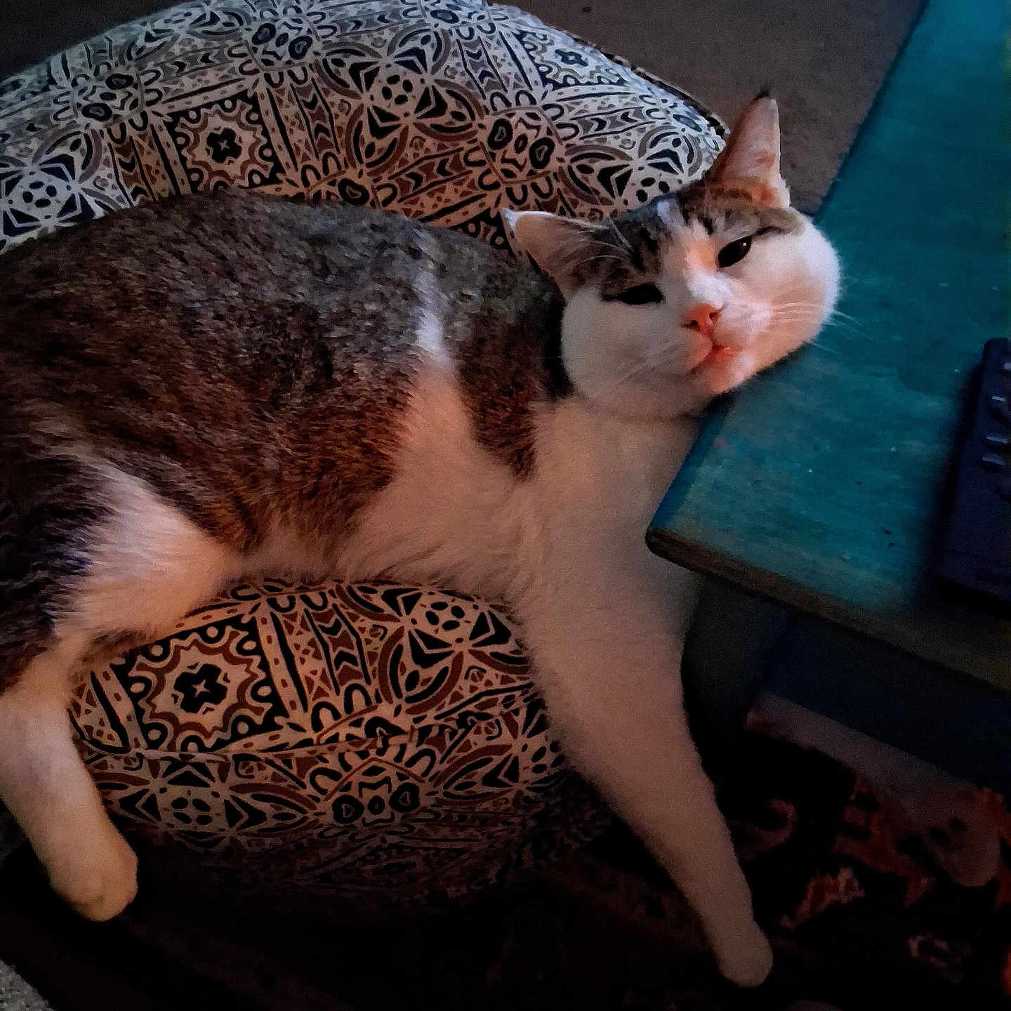 Kazmere joined the competition — help win amazing prizes! cat, cushion, patterned, table, indoor, resting, relaxed, feline, pet, cozy, fur, whiskers, paw, home, carpet, sleepy, face, animal, domestic, comfort