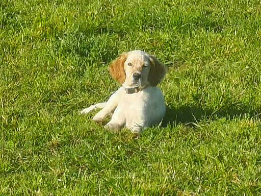 Fox participe au concours pour gagner de l'argent avec cette photo : canidae, carnivore, companion_dog, dog, dog_breed, fawn, grass, grassland, groundcover, gun_dog, hound, hunting_dog, lawn, liver, pasture, plant, retriever, sporting_group, tail, terrestrial_animal