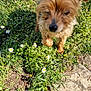 dog, grass, flowers, outdoor, sunlight, small_dog, scruffy, nature, pet, walking, greenery, garden, summer, daylight, blur, paw, canine, fur, plant, ground