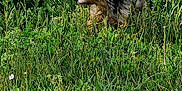 Caline participe au concours pour gagner de l'argent avec cette photo : dog, grass, greenery, stone_wall, sunlight, outdoor, nature, scruffy, small_dog, fur, plant, flower, leaf, daylight, animal, countryside, wildlife, pet, curious, garden