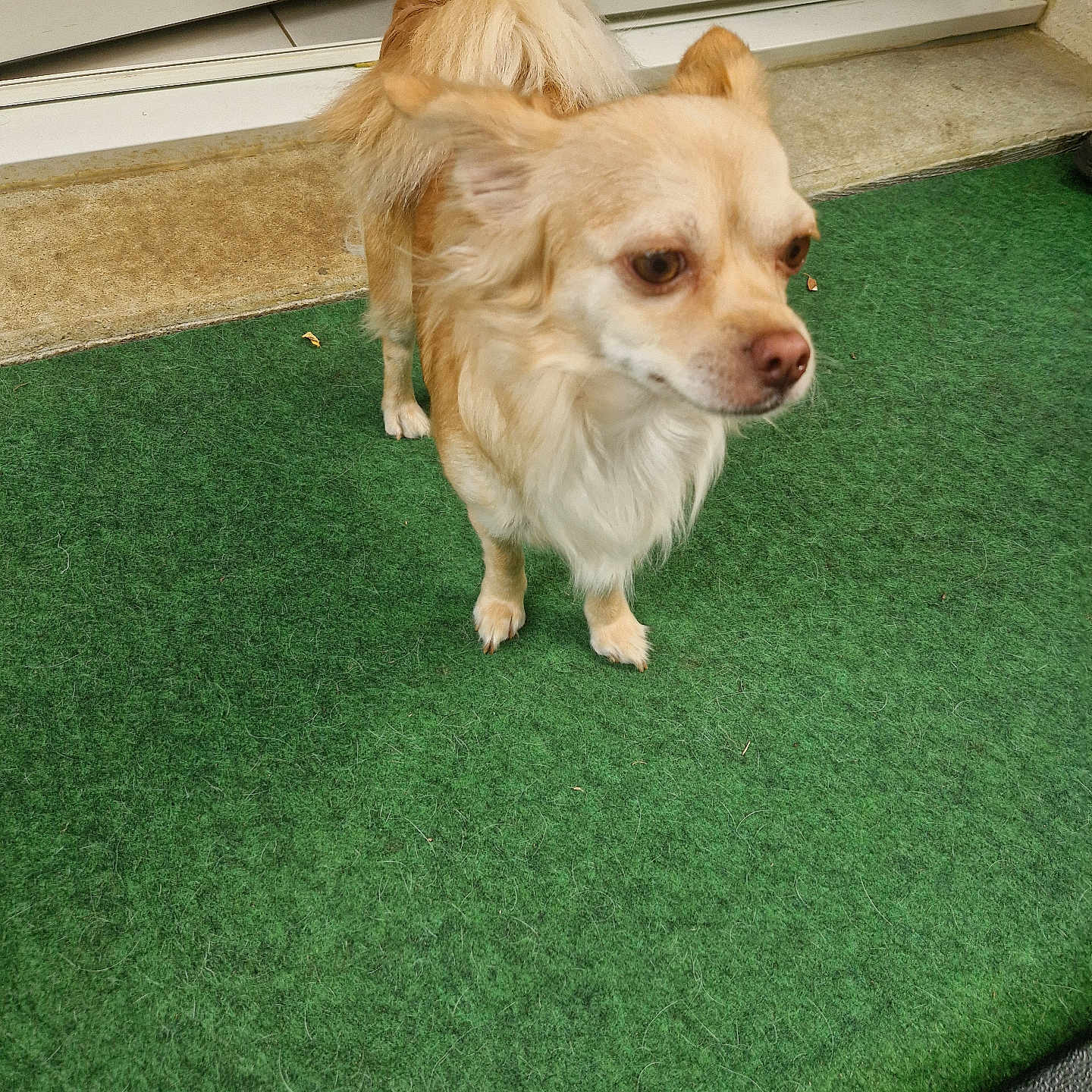 Aurore Carnis a rejoint le concours — aidez-le/la à gagner de superbes lots ! alert, animal, canine, companion, curled_tail, dog, door, ears, fluffy, fur, glass_door, green_carpet, outdoor, paws, pet, side_view, small_dog, standing, tail, tan_dog