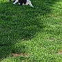 Joy a rejoint le concours — aidez-le/la à gagner de superbes lots ! dog, grass, outdoor, black_and_white, animal, pet, canine, nature, sunlight, shadow, resting, sniffing, greenery, lawn, daylight, relaxation, summer, park, playful, quiet