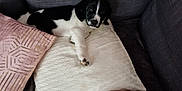 Joy participe au concours pour gagner de l'argent avec cette photo : puppy, dog, black_and_white, couch, pillow, pink_cushion, grey_sofa, indoor, pet, resting, cute, young_dog, fur, animal, home, cozy, relaxed, domestic, comfort, looking