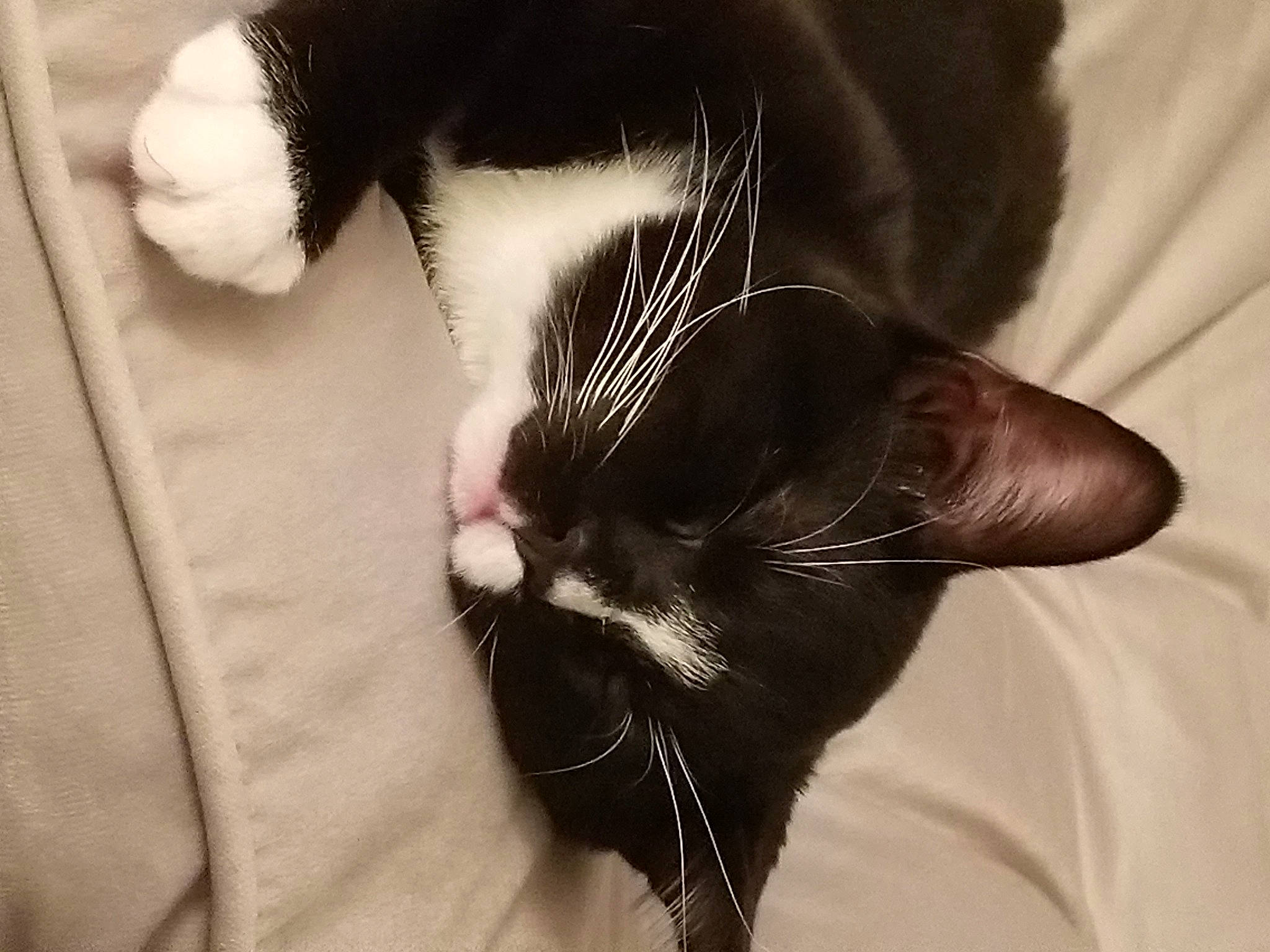 Beerus is registered to the contest to win money with this photo: black_cat, carnivore, cat, claw, ear, eye, felidae, fur, hair_accessory, neck, small_to_medium_sized_cats, snout, tail, whiskers