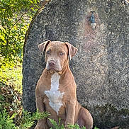 Athena a rejoint le concours — aidez-le/la à gagner de superbes lots ! dog, outdoor, greenery, stone, water_faucet, sunlight, plant, leaf, nature, pet, animal, sitting, brown_dog, white_patch, garden, fence, shrub, daylight, calm, portrait