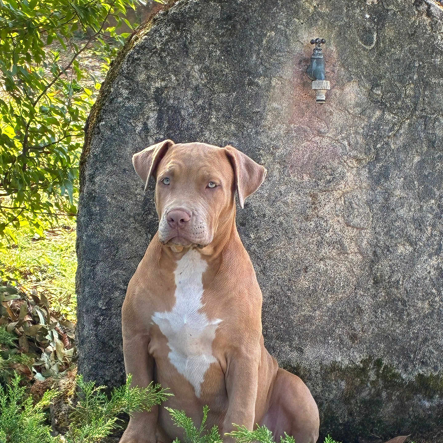 Athena a rejoint le concours — aidez-le/la à gagner de superbes lots ! animal, brown_dog, calm, daylight, dog, fence, garden, greenery, leaf, nature, outdoor, pet, plant, portrait, shrub, sitting, stone, sunlight, water_faucet, white_patch
