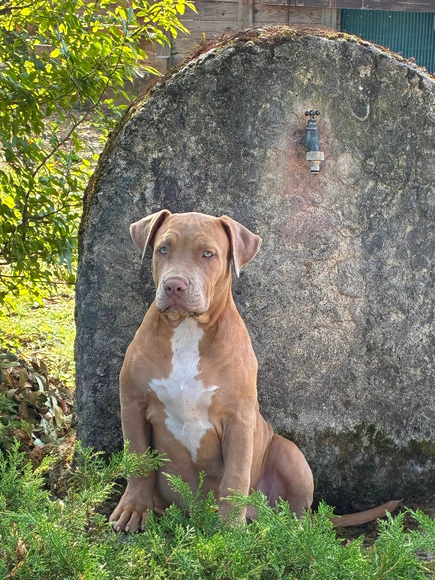 Athena
