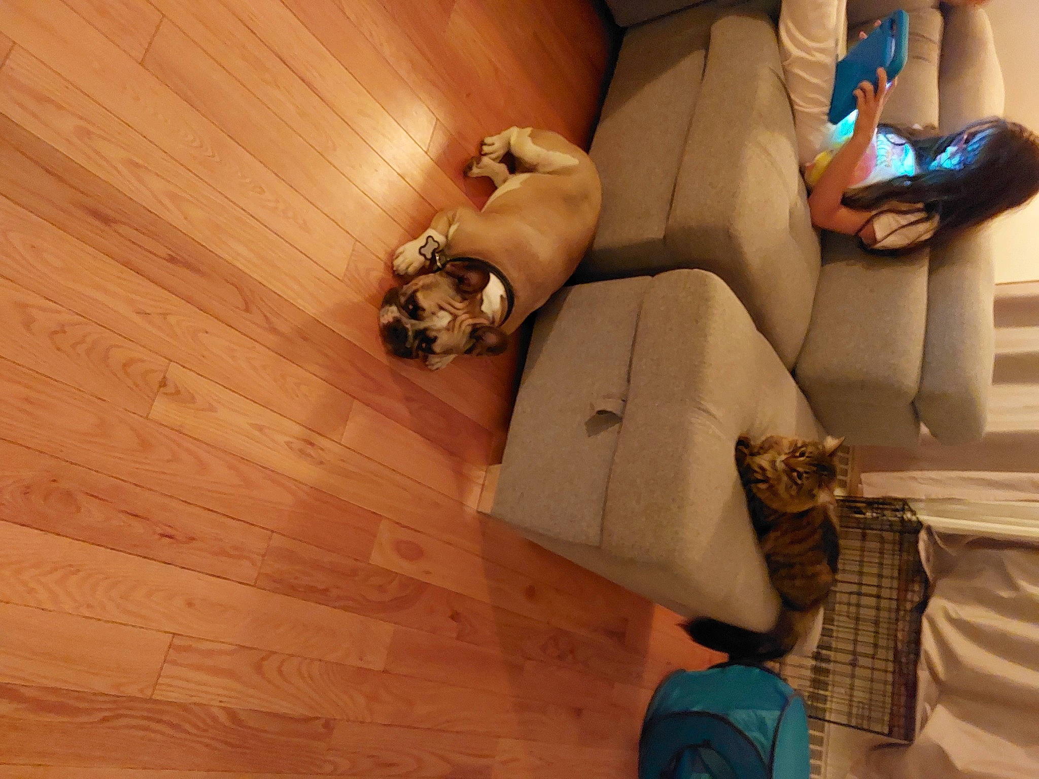 Sushi a rejoint le concours — aidez-le/la à gagner de superbes lots ! backpack, bag, comfort, companion_dog, fawn, floor, flooring, hardwood, human_leg, laminate_flooring, leg, luggage_and_bags, plywood, room, sitting, thigh, varnish, wood, wood_flooring, wood_stain