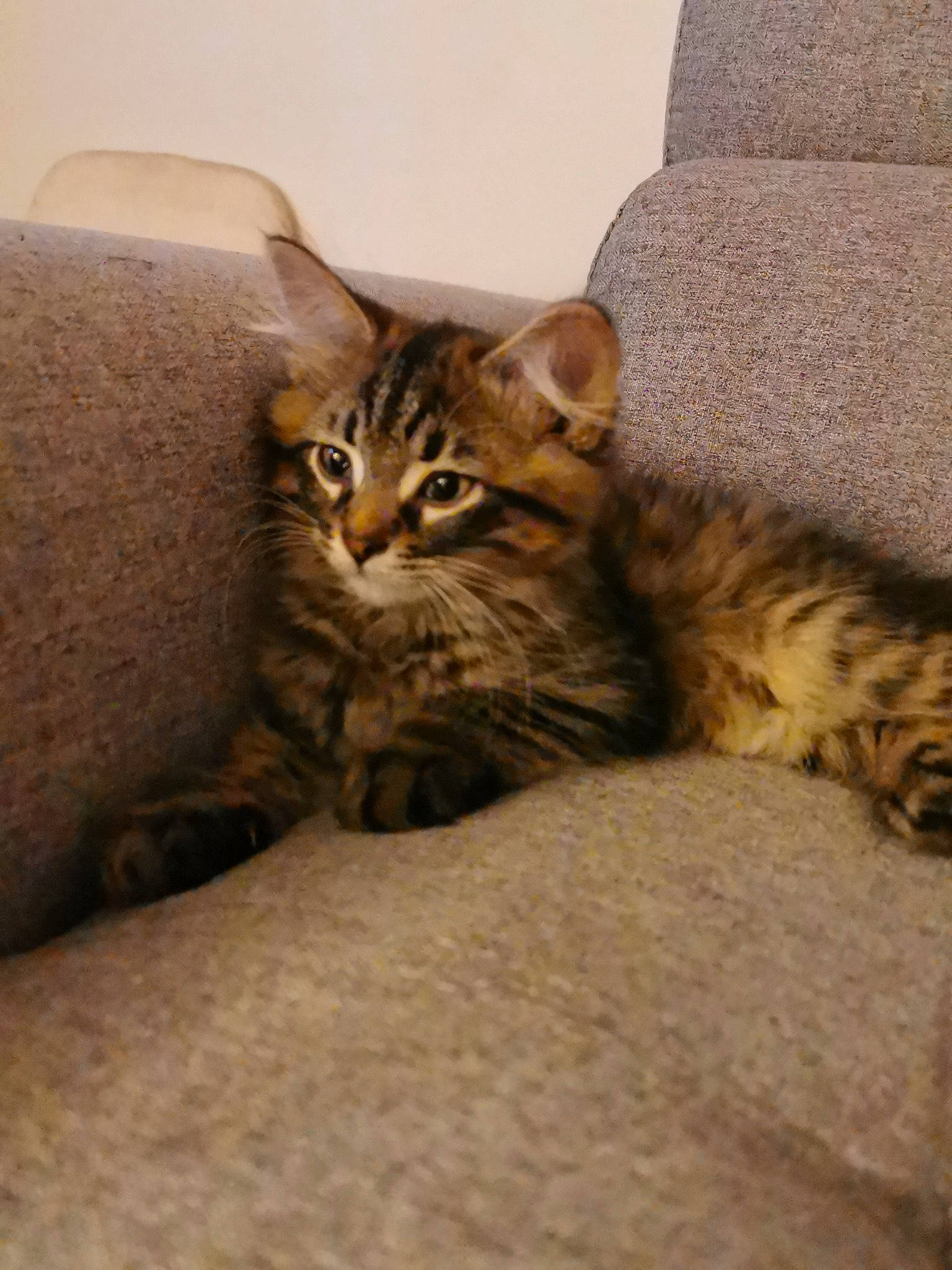 Sushi participe au concours pour gagner de l'argent avec cette photo : carnivore, cat, claw, comfort, domestic_short_haired_cat, felidae, fur, sitting, small_to_medium_sized_cats, snout, terrestrial_animal, vertebrate, whiskers, wood