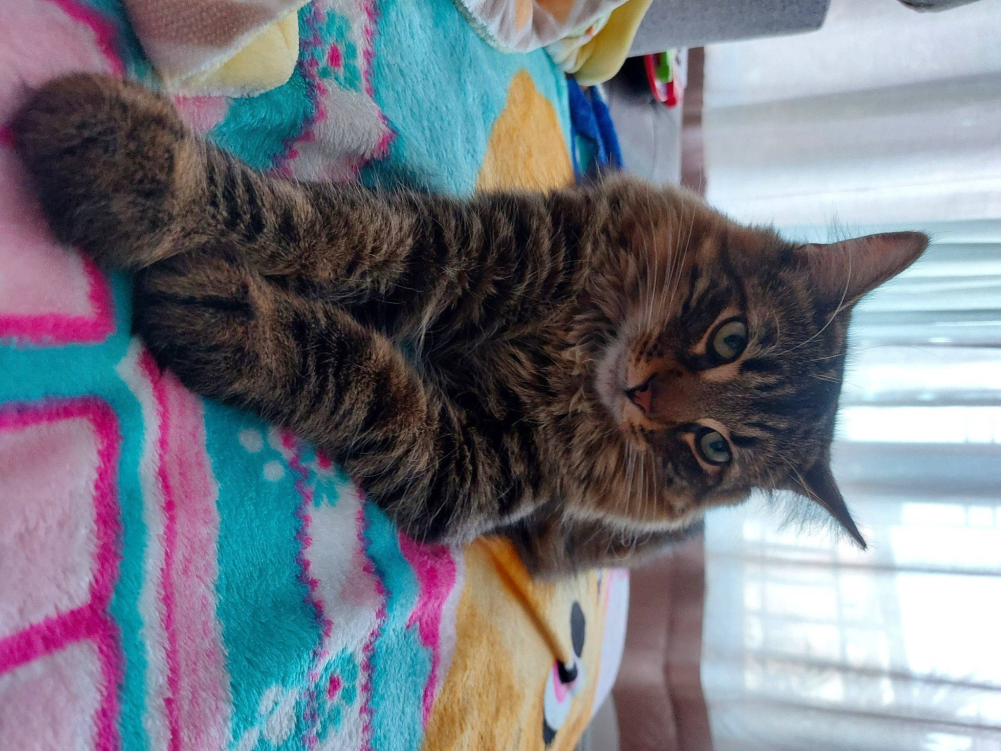 Sushi participe au concours pour gagner de l'argent avec cette photo : carnivore, cat, claw, comfort, domestic_short_haired_cat, felidae, fur, nap, pattern, small_to_medium_sized_cats, snout, tail, tree, whiskers, window, woven_fabric