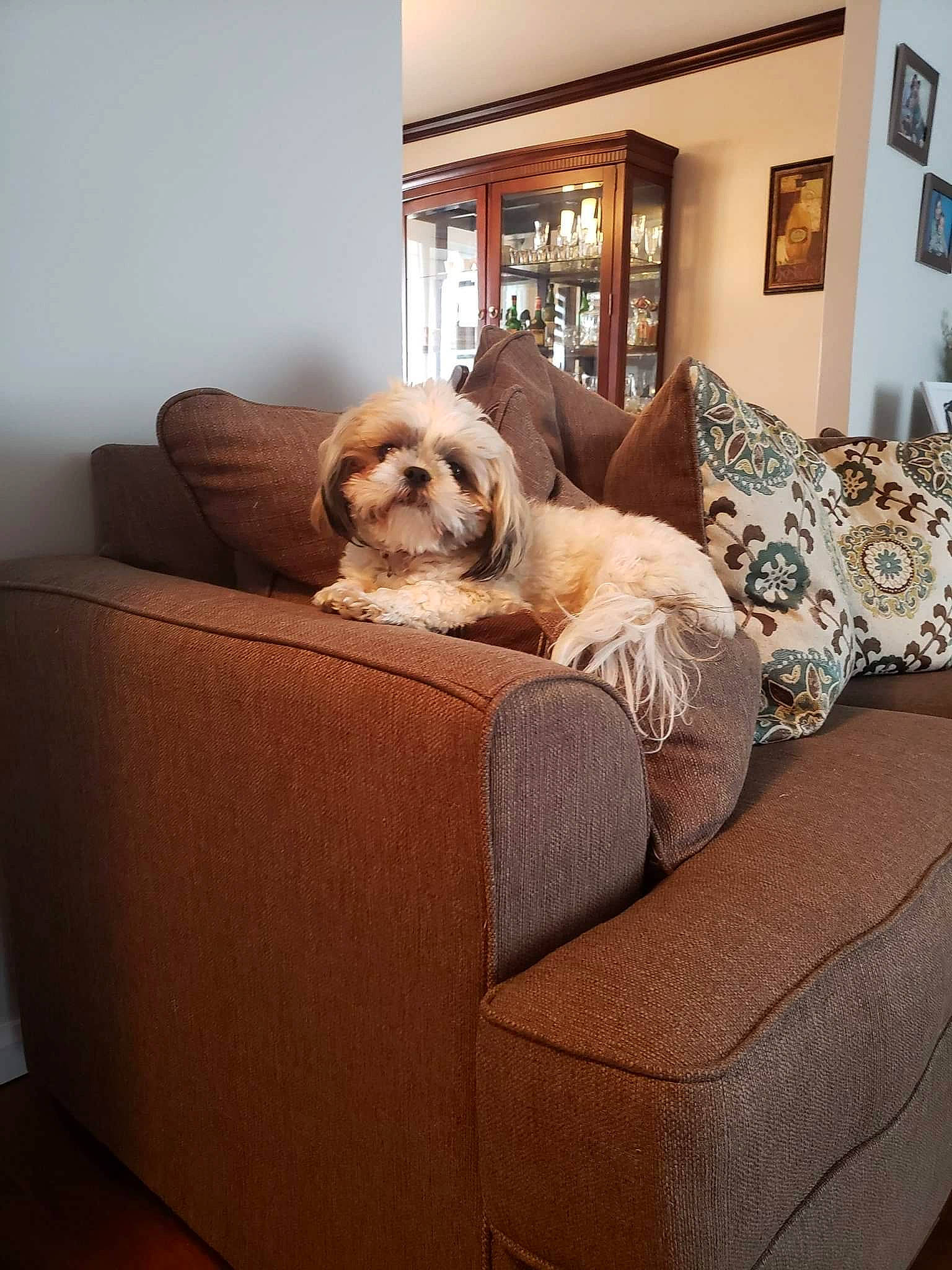 Charlie participe au concours pour gagner de l'argent avec cette photo : canidae, carnivore, cavachon, companion_dog, couch, dog, dog_bed, dog_breed, floor, flooring, furniture, hardwood, home, house, interior_design, lhasa_apso, living_room, room, shih_tzu, sofa_bed