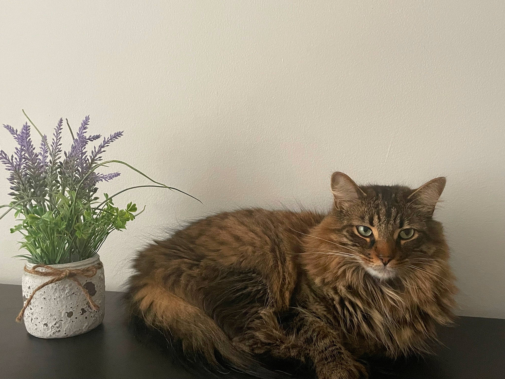 Sushi is registered to the contest to win money with this photo: carnivore, cat, claw, domestic_short_haired_cat, eye, fawn, felidae, flower, flowerpot, fur, herb, houseplant, maine_coon, plant, small_to_medium_sized_cats, snout, tail, terrestrial_animal, whiskers, window