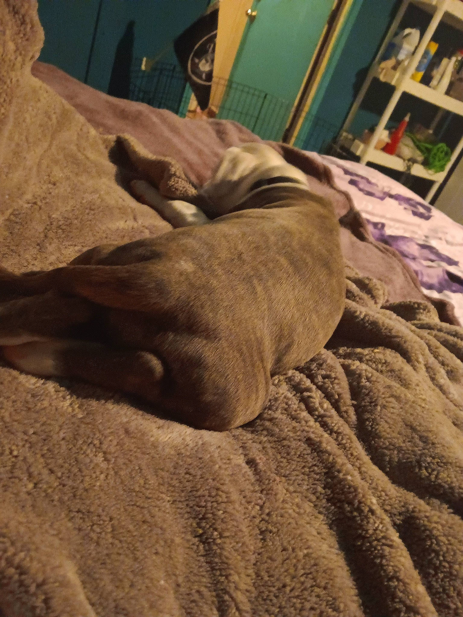 Emmie joined the competition — help win amazing prizes! art, bedding, comfort, fawn, felidae, flesh, flooring, foot, fur, hardwood, human_leg, landscape, linens, sand, sculpture, soil, wood, working_animal, wrinkle, wrist