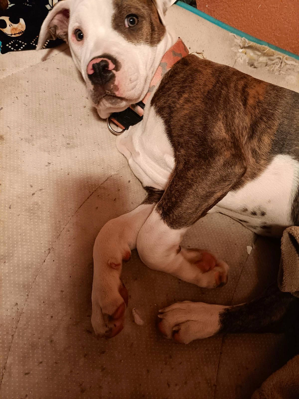 Emmie joined the competition — help win amazing prizes! canidae, carnivore, collar, companion_dog, dog, dog_breed, dog_collar, dog_supply, fawn, flesh, fur, non_sporting_group, pet_supply, snout, sporting_group, terrestrial_animal, working_animal