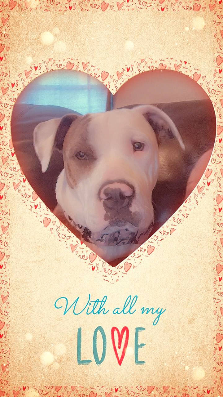 Emmie joined the competition — help win amazing prizes! advertising, art, book_cover, canidae, carnivore, circle, companion_dog, dog, dog_breed, fawn, font, happy, illustration, photo_caption, picture_frame, poster, publication, snout, sporting_group, working_animal