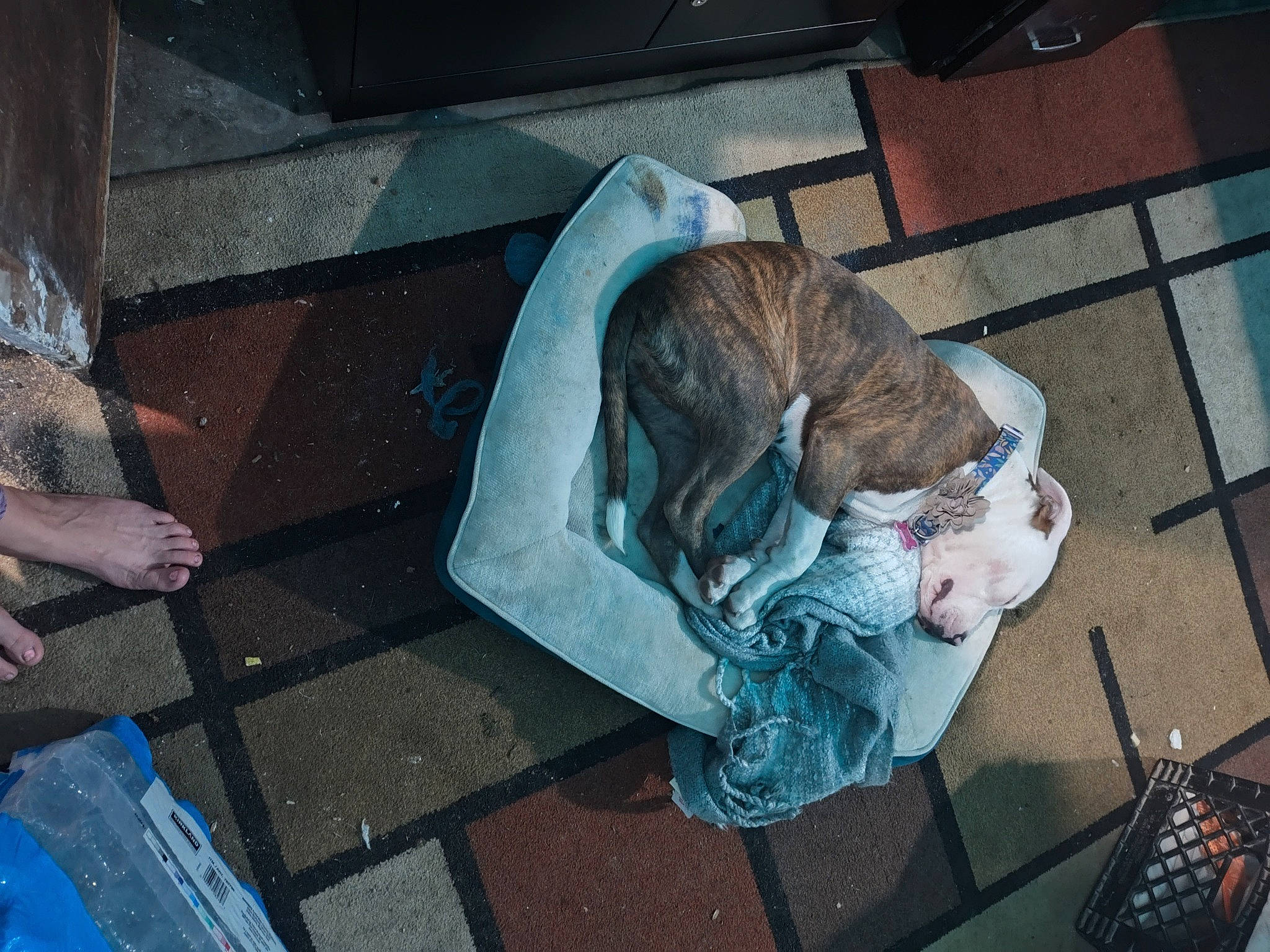 Chulo is registered to the contest to win money with this photo: asphalt, bag, companion_dog, dog_breed, felidae, flooring, fur, human_leg, litter, paper, plastic_bag, road_surface, sidewalk, sitting, small_to_medium_sized_cats, street, tail, toy, waste