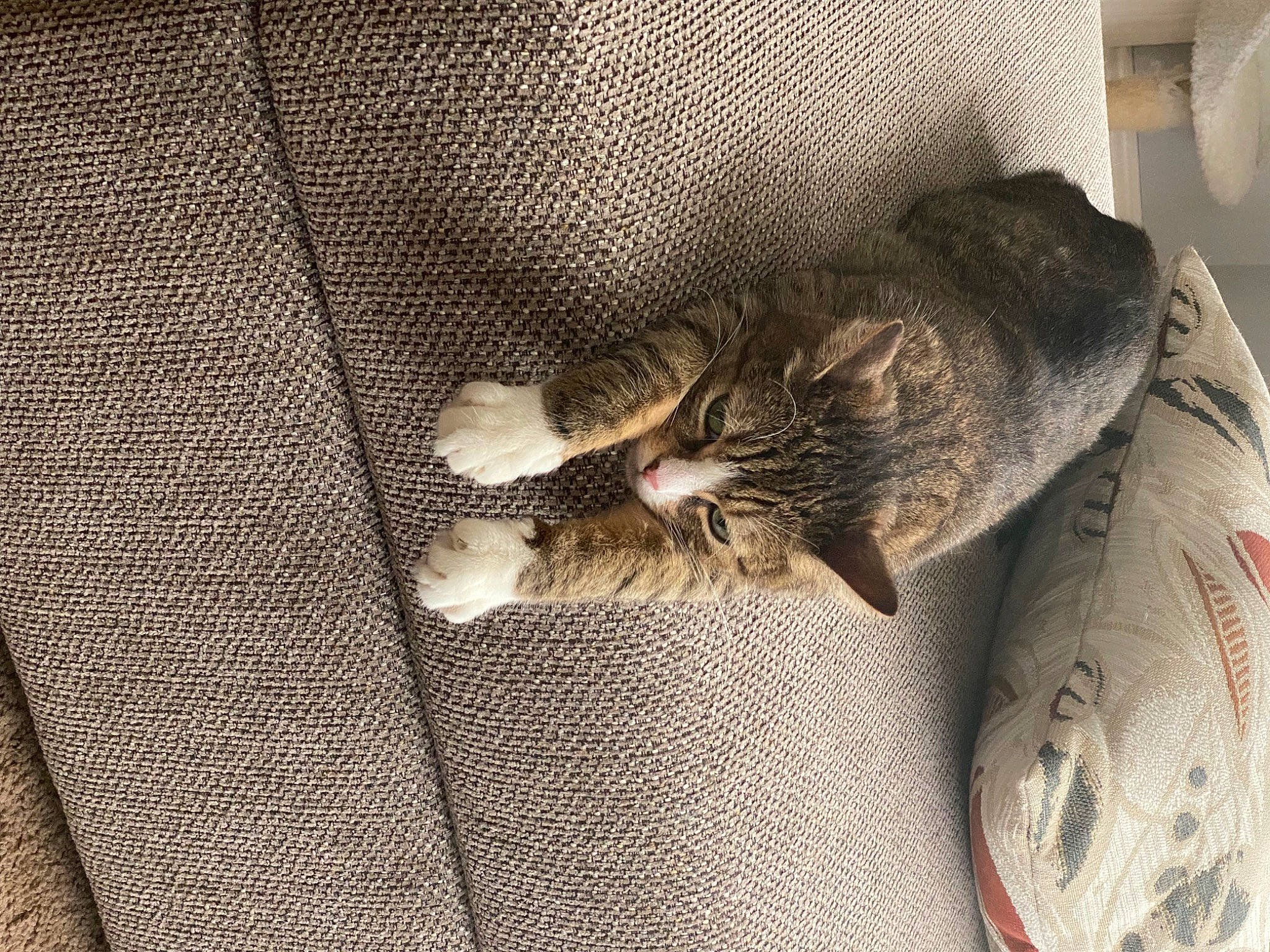 Curry is registered to the contest to win money with this photo: bag, canidae, carnivore, cat, comfort, couch, domestic_short_haired_cat, felidae, flooring, fur, grey, human_leg, linens, pattern, paw, small_to_medium_sized_cats, tail, textile, whiskers, wood