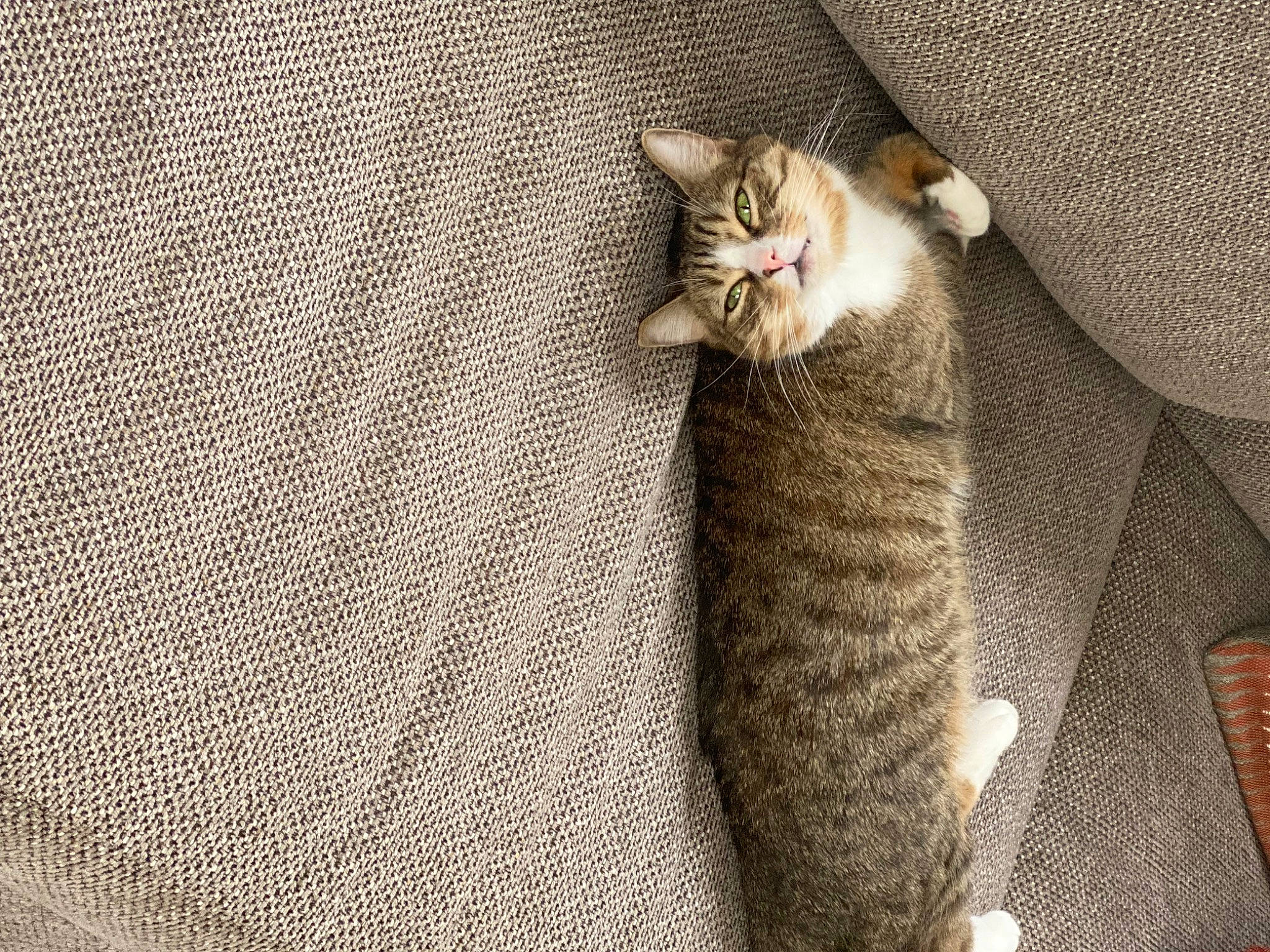 Curry joined the competition — help win amazing prizes! carnivore, cat, claw, comfort, domestic_short_haired_cat, fawn, felidae, fur, grey, linens, pattern, paw, small_to_medium_sized_cats, snout, tail, terrestrial_animal, whiskers, window, wood, woven_fabric