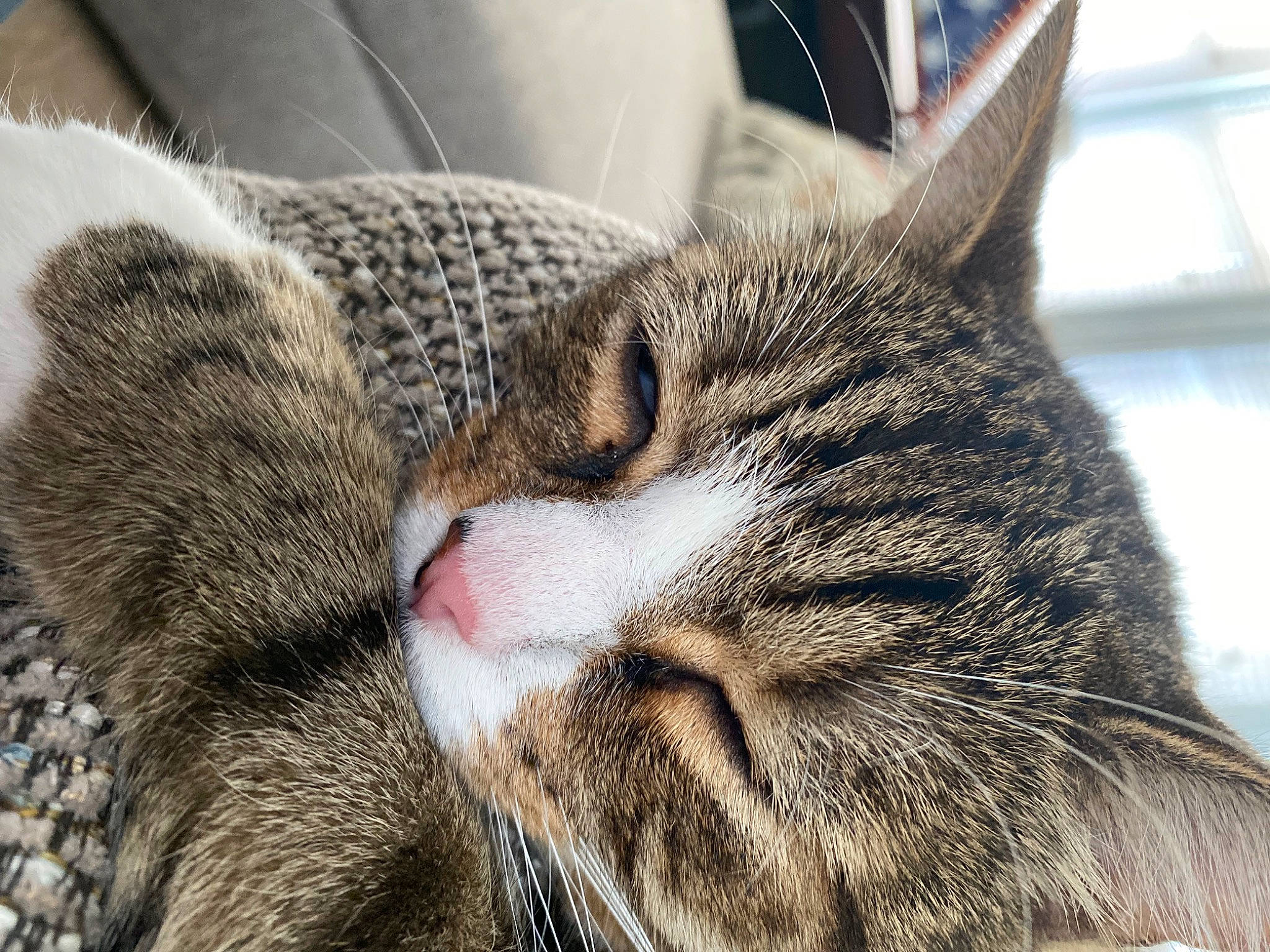 Curry joined the competition — help win amazing prizes! carnivore, cat, comfort, domestic_short_haired_cat, felidae, fur, nap, paw, sleep, small_to_medium_sized_cats, snout, terrestrial_animal, whiskers