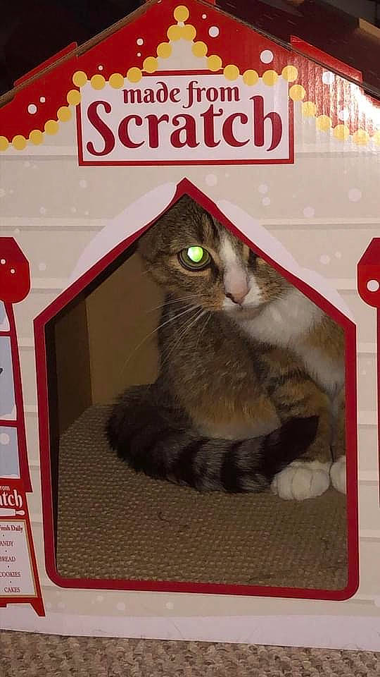 Curry joined the competition — help win amazing prizes! advertising, carnivore, cat, cat_supply, felidae, fish, font, fur, number, pet_food, pet_supply, photo_caption, rectangle, small_animal_food, small_to_medium_sized_cats, tail, whiskers