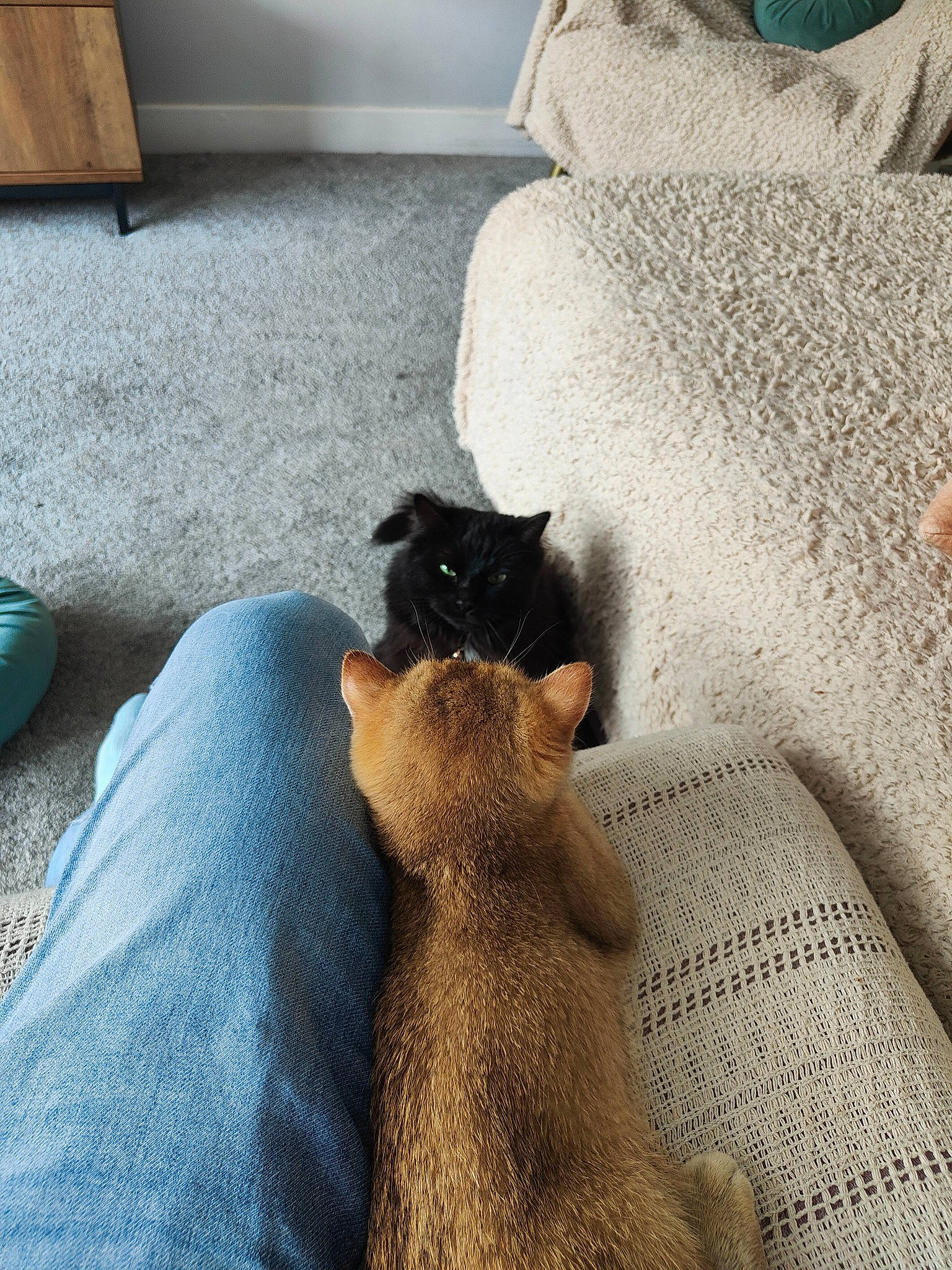 Samson is registered to the contest to win money with this photo: carnivore, cat, comfort, companion_dog, dog_breed, domestic_short_haired_cat, fawn, felidae, floor, flooring, fur, grey, hardwood, human_leg, linens, small_to_medium_sized_cats, tail, textile, whiskers, wood