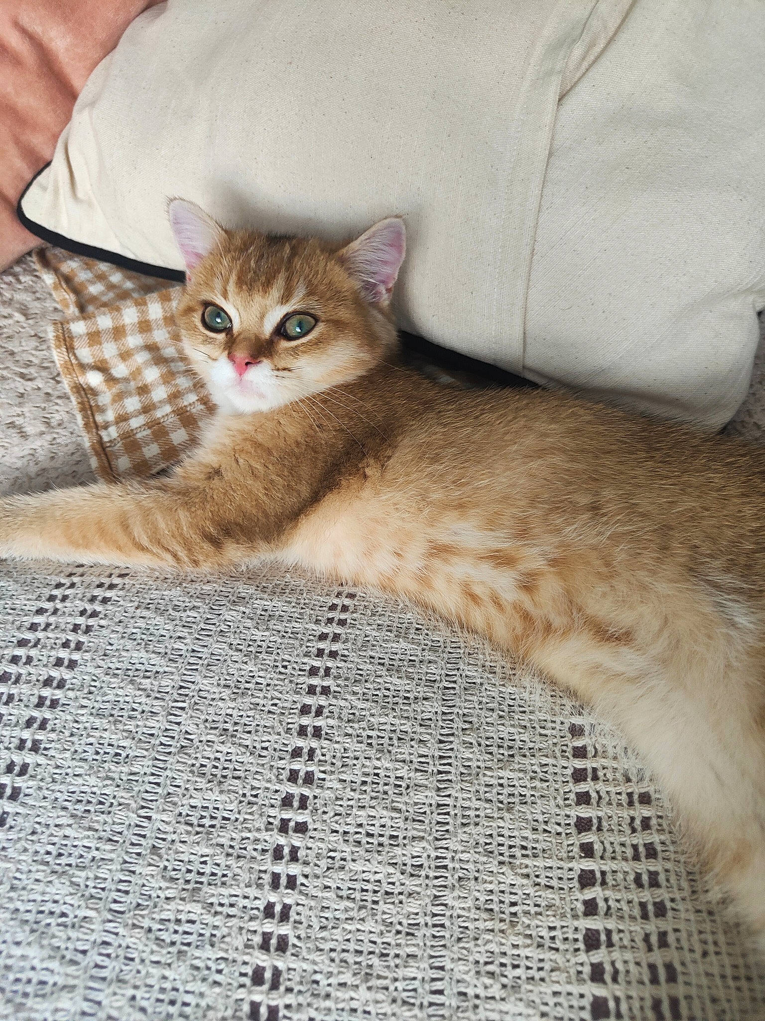 Samson joined the competition — help win amazing prizes! carnivore, cat, comfort, domestic_short_haired_cat, fawn, felidae, flooring, fur, linens, pattern, sitting, small_to_medium_sized_cats, terrestrial_animal, whiskers