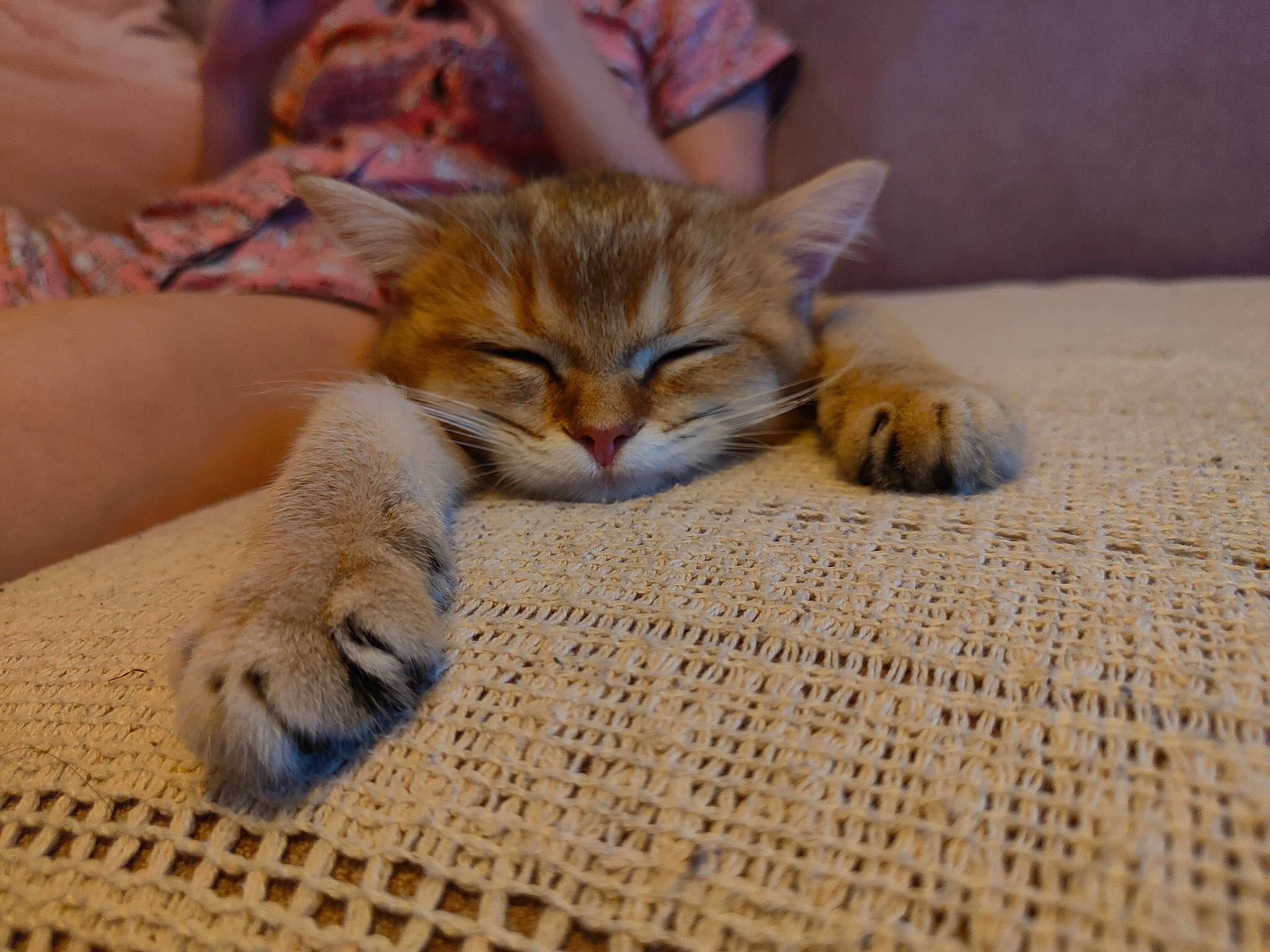 Samson is registered to the contest to win money with this photo: carnivore, carpet, cat, claw, comfort, domestic_short_haired_cat, fawn, felidae, flooring, fur, hardwood, paw, small_to_medium_sized_cats, snout, tail, terrestrial_animal, whiskers, wildlife, wood, woven_fabric