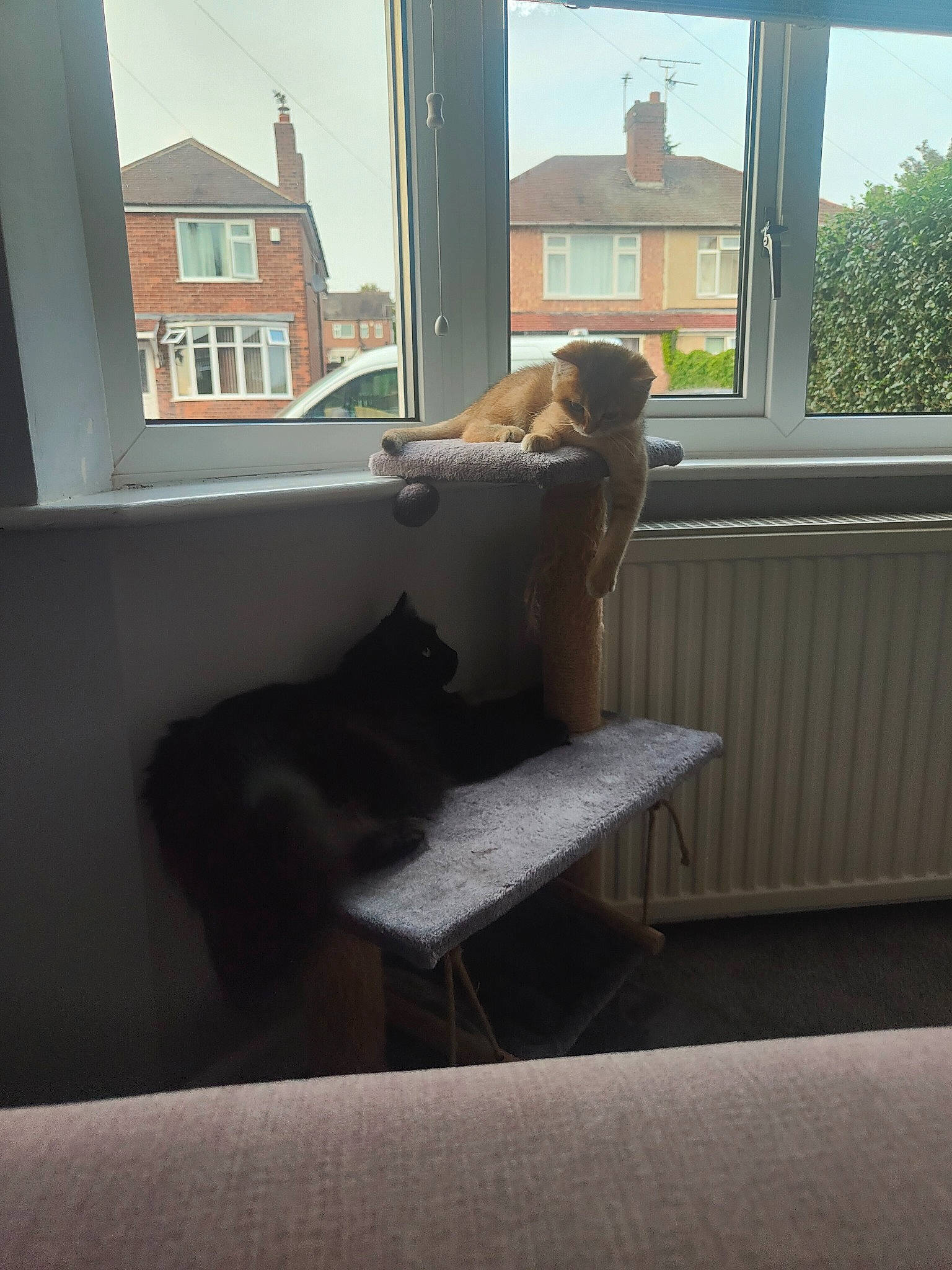 Samson joined the competition — help win amazing prizes! brown, building, carnivore, cat, comfort, felidae, fixture, floor, flooring, grey, hardwood, house, interior_design, shade, sky, small_to_medium_sized_cats, sunlight, table, window, wood