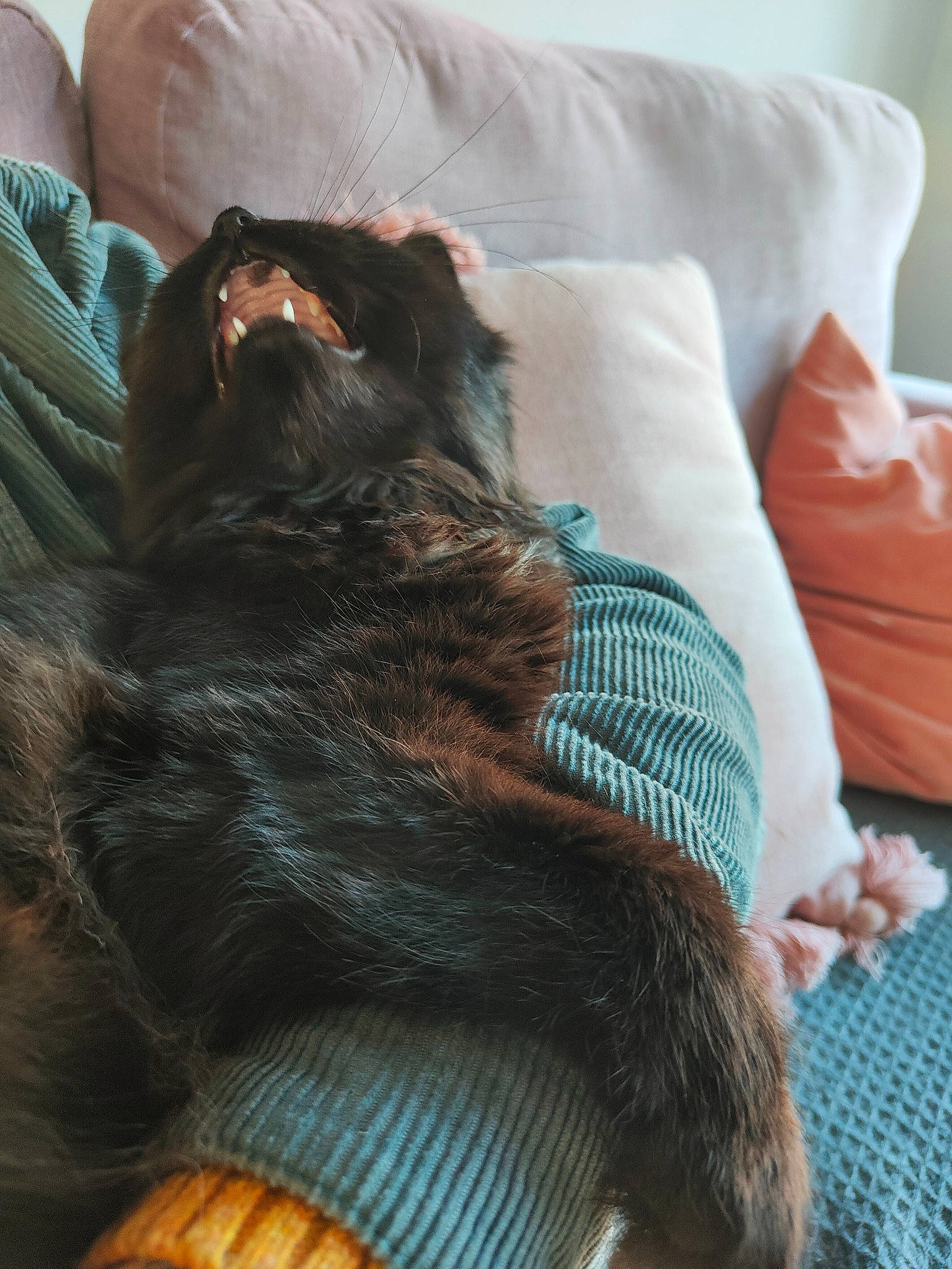 Theia is registered to the contest to win money with this photo: canidae, carnivore, comfort, companion_dog, dog, dog_breed, fawn, felidae, fur, grey, linens, liver, nap, paw, small_to_medium_sized_cats, snout, sporting_group, tail, toy_dog, whiskers