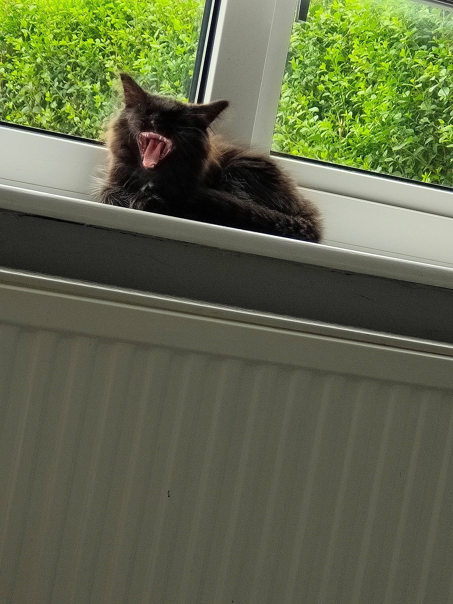 Theia joined the competition — help win amazing prizes! automotive_exterior, automotive_window_part, carnivore, cat, felidae, glass, grass, motor_vehicle, plant, rectangle, shade, small_to_medium_sized_cats, tail, tints_and_shades, tree, vehicle_door, whiskers, window, windshield, wood