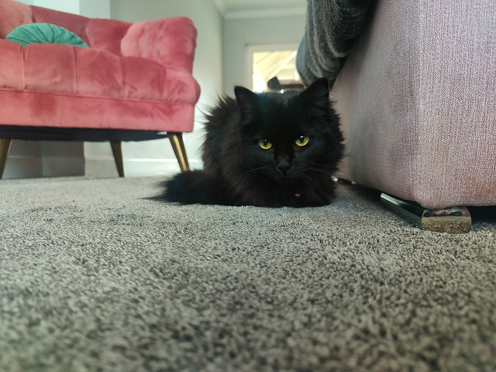 Theia joined the competition — help win amazing prizes! asphalt, automotive_tire, bombay, carnivore, cat, comfort, couch, felidae, floor, flooring, fur, grass, grey, human_leg, road_surface, small_to_medium_sized_cats, tail, tints_and_shades, whiskers, wood