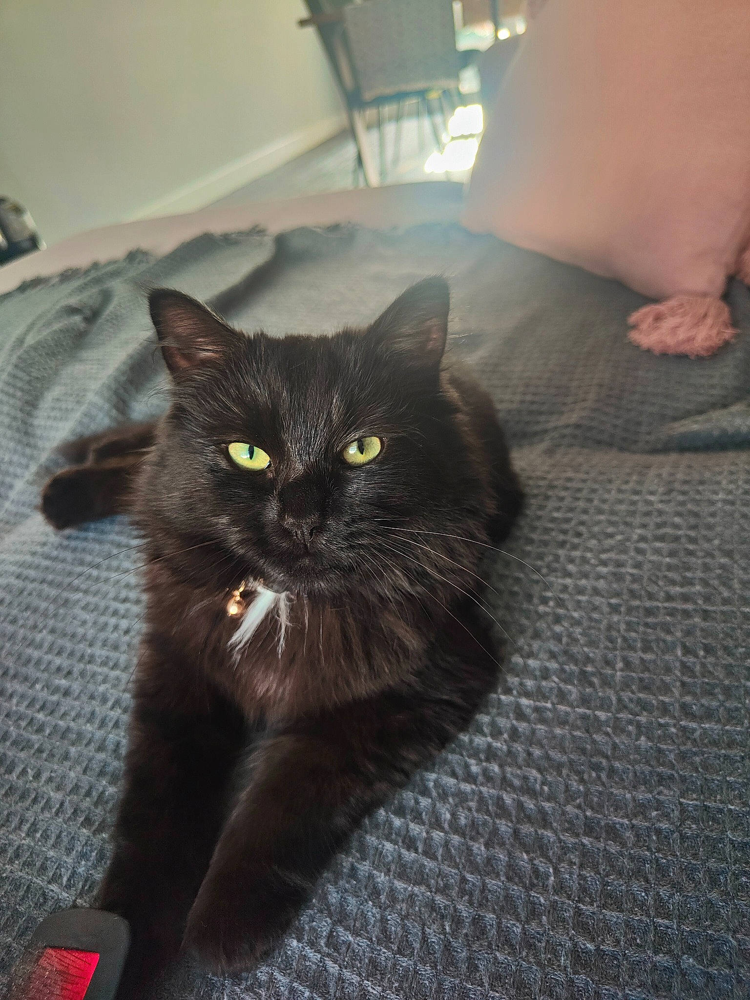 Theia is registered to the contest to win money with this photo: black_cat, bombay, carnivore, cat, cat_supply, claw, comfort, domestic_short_haired_cat, felidae, flooring, fur, grey, hardwood, paw, sitting, small_to_medium_sized_cats, snout, tail, terrestrial_animal, whiskers