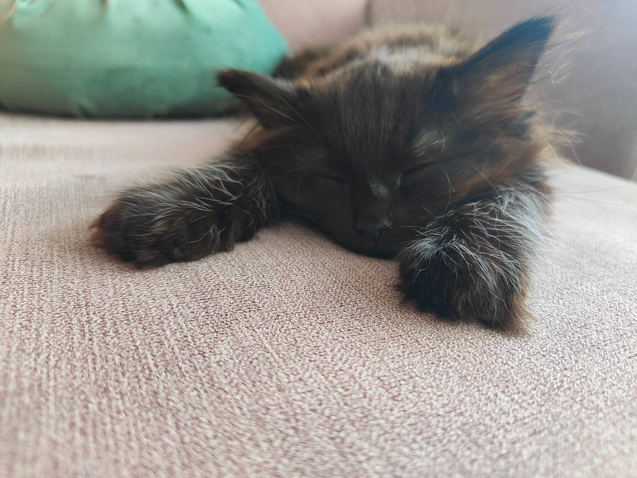 Theia is registered to the contest to win money with this photo: black_cat, bombay, canidae, carnivore, cat, claw, comfort, dog_breed, domestic_short_haired_cat, eye, felidae, flooring, foot, fur, grey, human_leg, paw, small_to_medium_sized_cats, tail, whiskers