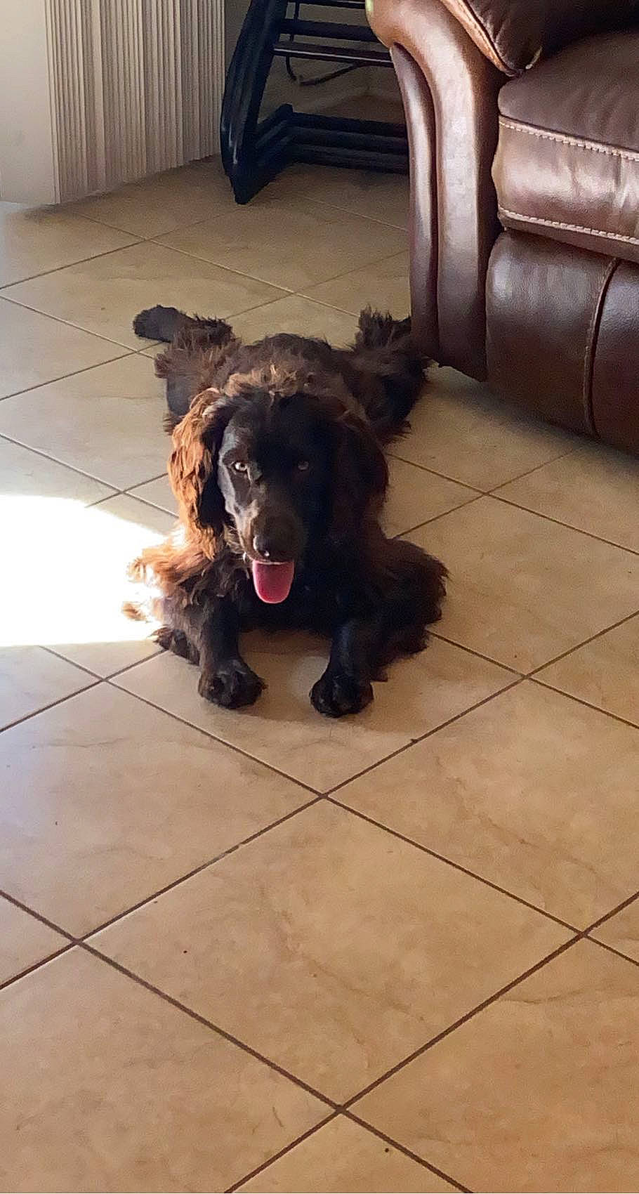 Max joined the competition — help win amazing prizes! carnivore, companion_dog, dog, dog_breed, dog_collar, floor, flooring, fur, hardwood, liver, retriever, spaniel, tail, tile, tile_flooring, wood, working_animal