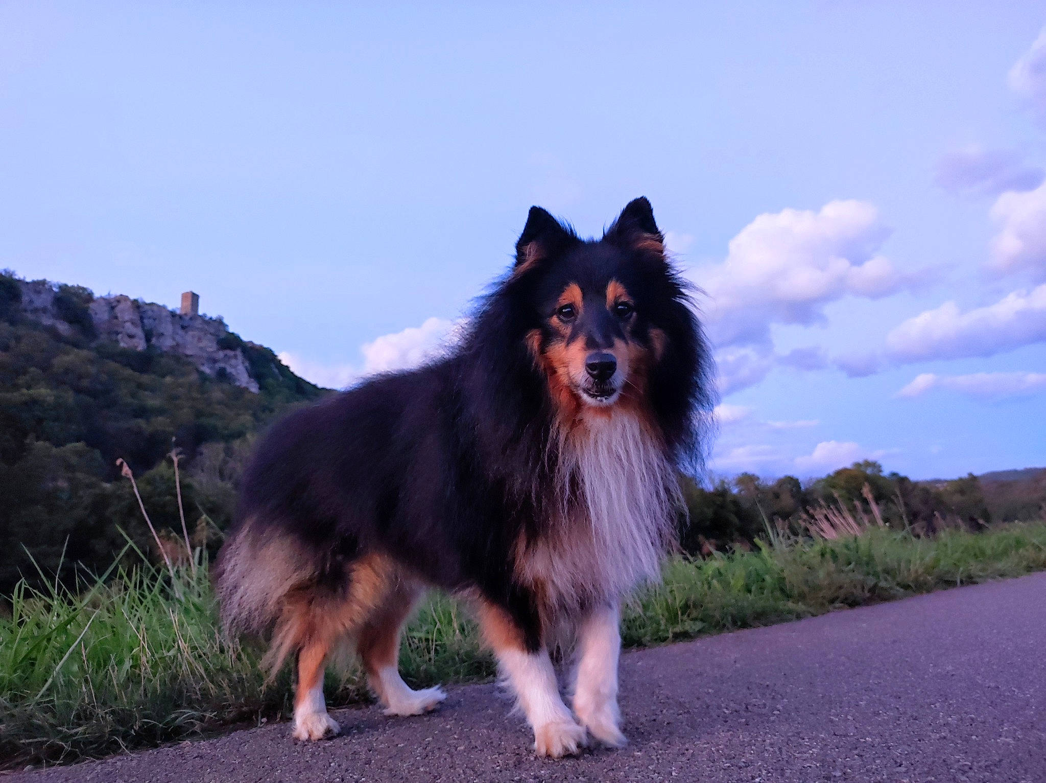 Éclair a rejoint le concours — aidez-le/la à gagner de superbes lots ! ancient_dog_breeds, border_collie, canidae, carnivore, cloud, companion_dog, dog, dog_breed, fur, giant_dog_breed, herding_dog, plant, sky, snout, sporting_group, tail, working_animal, working_dog
