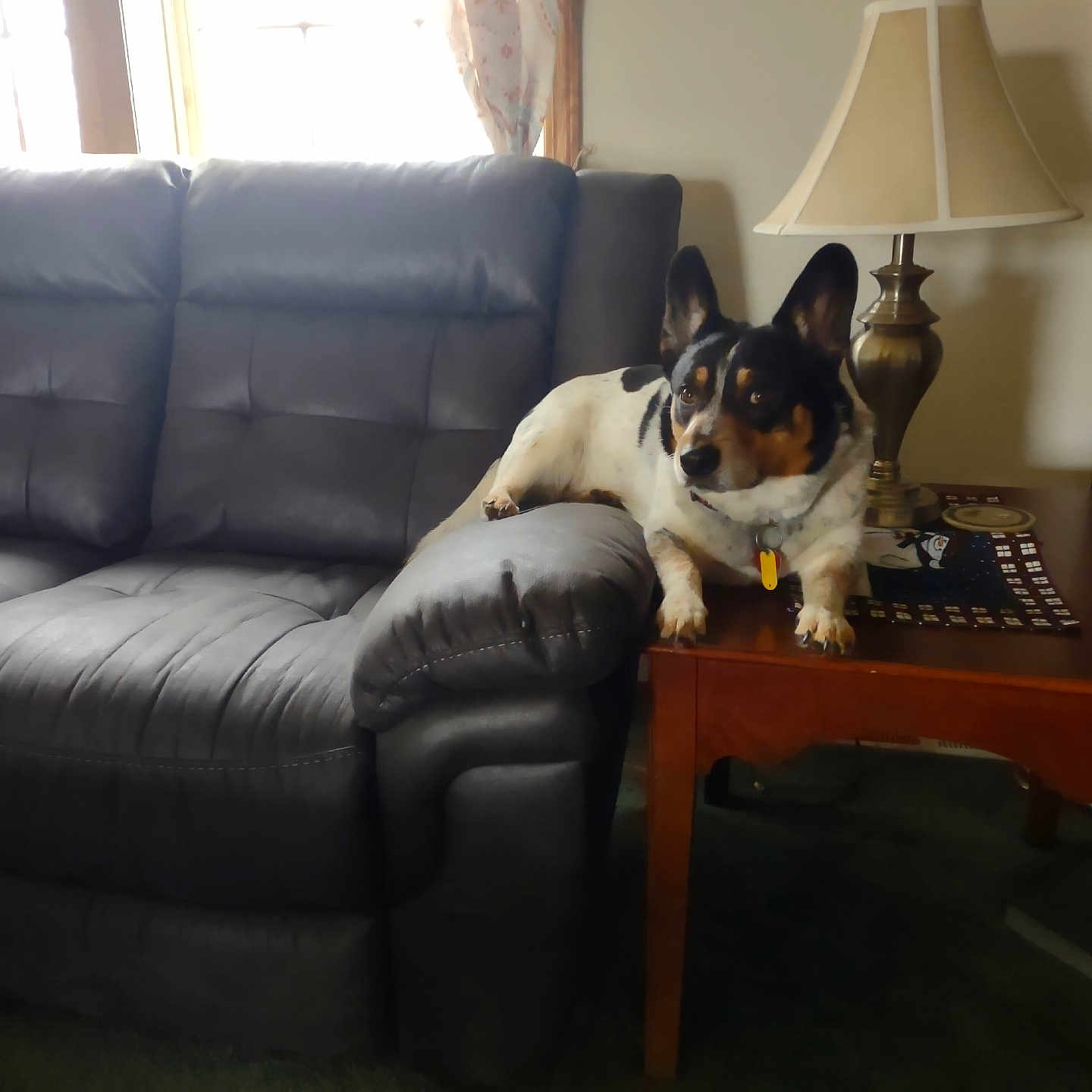 Kodak Drake is registered to the contest to win money with this photo: armrest, black_and_white_dog, carpet, collar, couch, cozy, curtains, dog, domestic_animal, furniture, home, indoor, lamp, living_room, pet, relaxed, side_table, tablecloth, window, wood