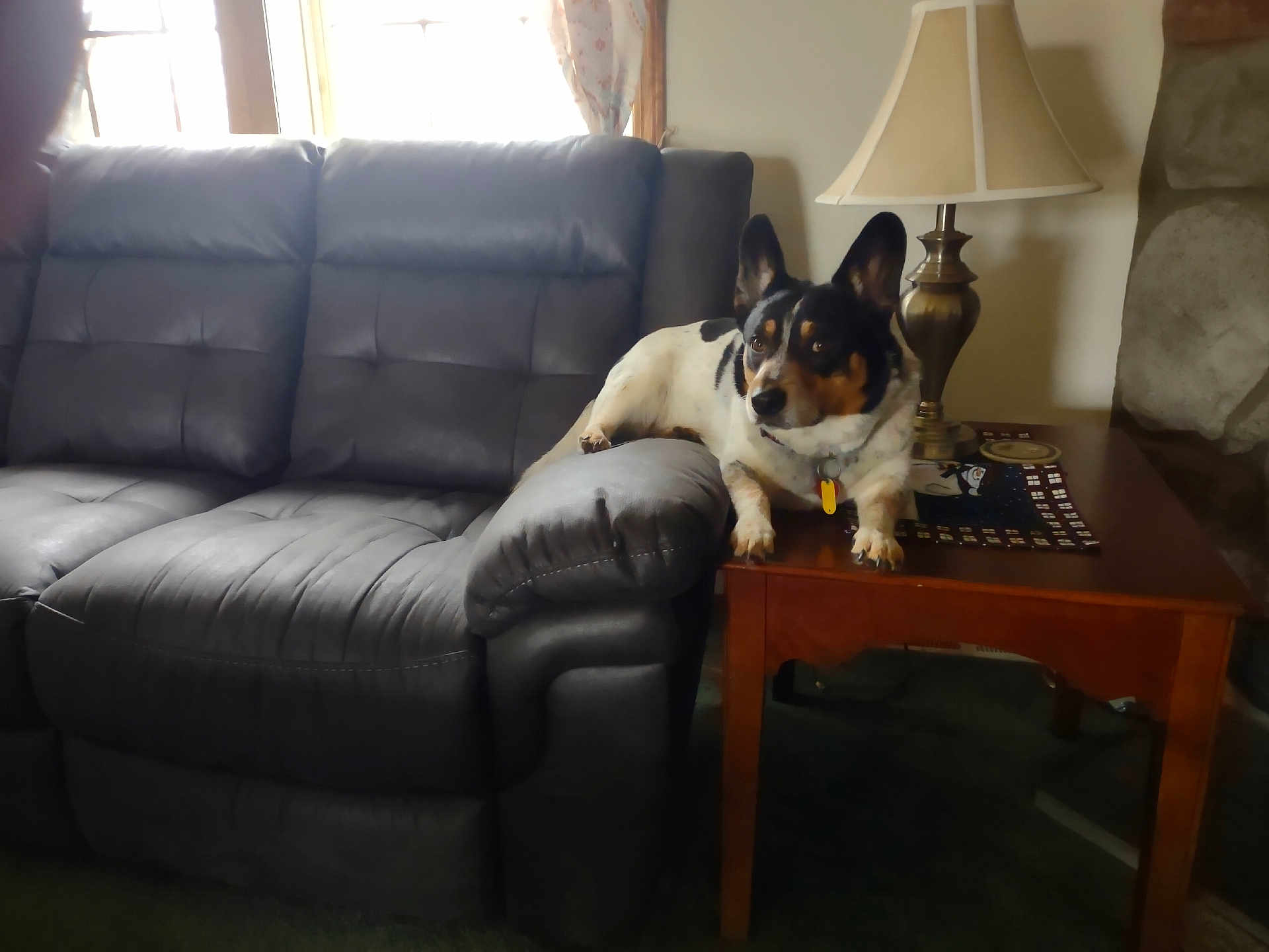 Kodak Drake is registered to the contest to win money with this photo: armrest, black_and_white_dog, carpet, collar, couch, cozy, curtains, dog, domestic_animal, furniture, home, indoor, lamp, living_room, pet, relaxed, side_table, tablecloth, window, wood