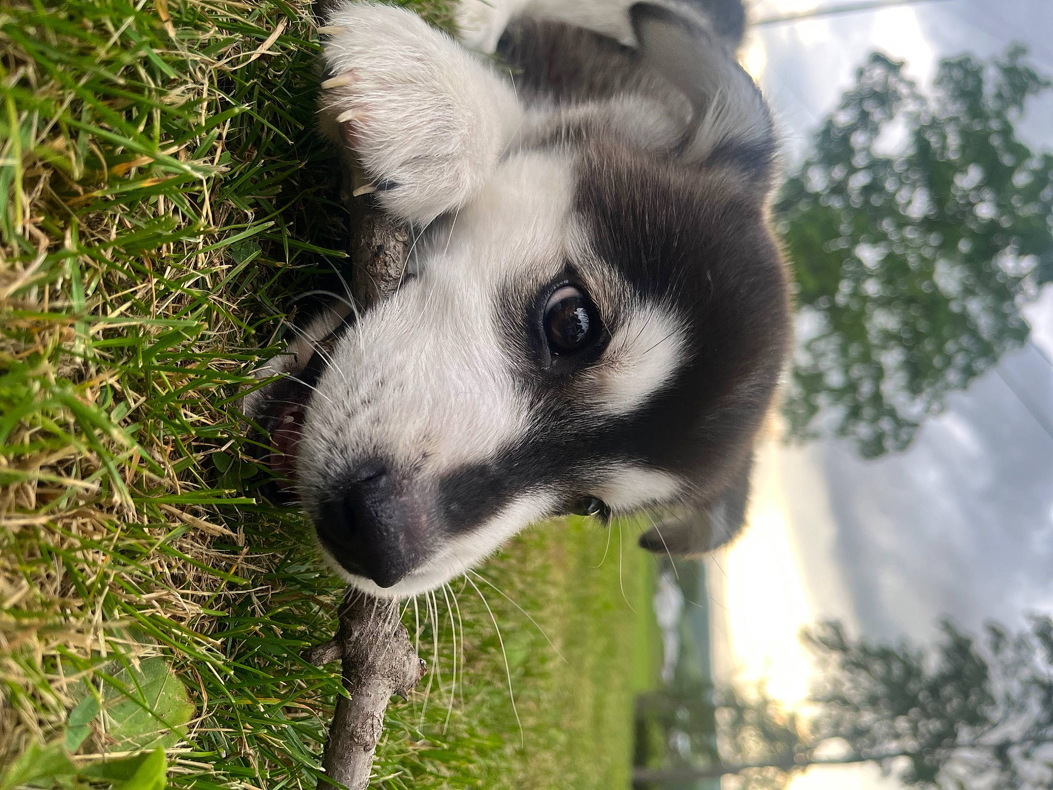 Ash joined the competition — help win amazing prizes! canidae, canis, canis_lupus_tundrarum, carnivore, dog, dog_breed, fawn, fur, grass, plant, sled_dog, snout, tail, terrestrial_animal, tree, whiskers, wildlife, wolf, working_animal, zoo
