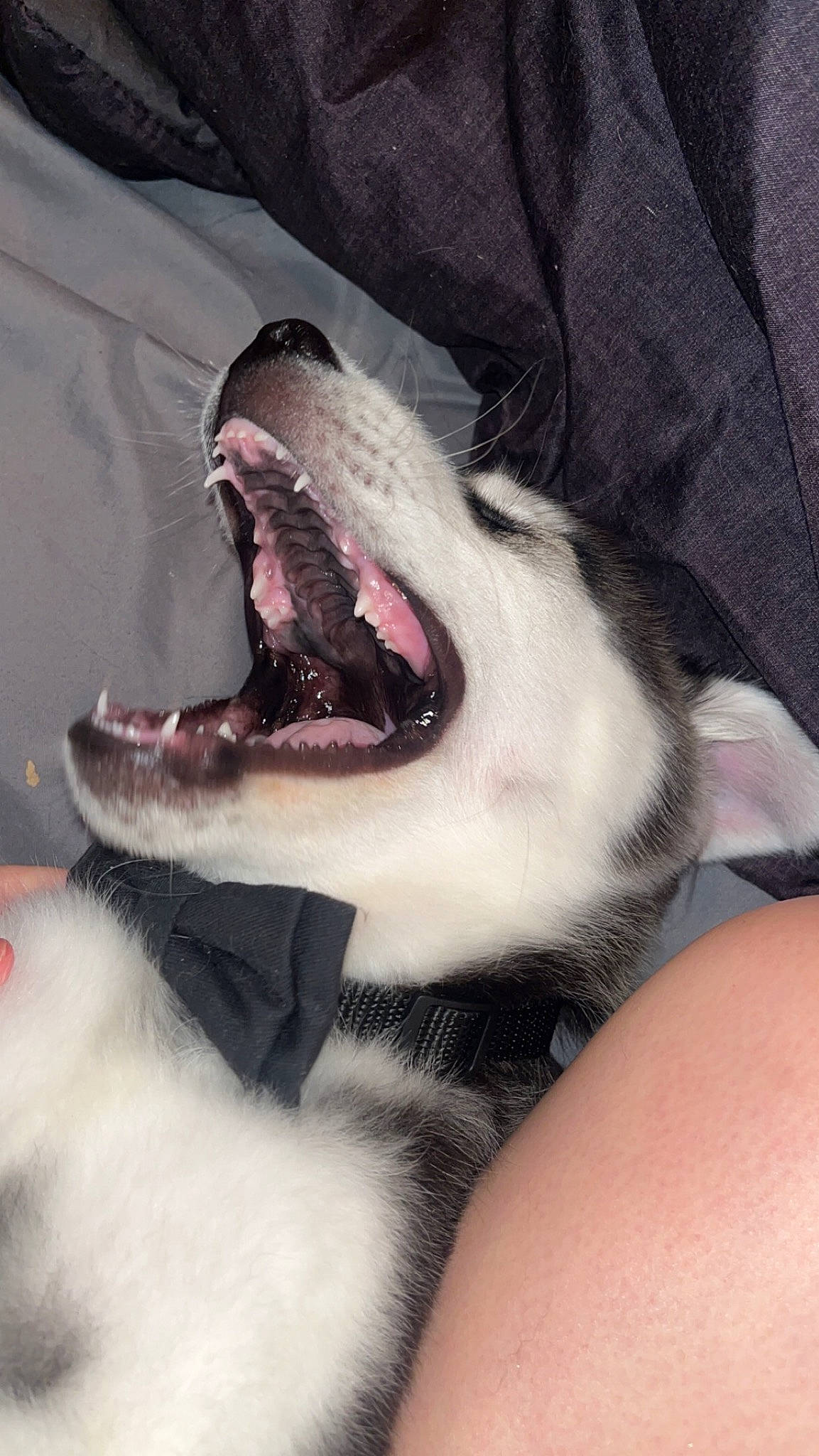 Ash joined the competition — help win amazing prizes! canidae, carnivore, close_up, comfort, companion_dog, dog, dog_breed, fang, foot, jaw, lamniformes, mammal, paw, requiem_shark, snout, sporting_group, tongue, tooth, whiskers, yawn