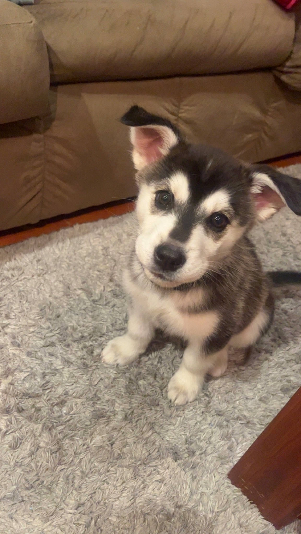 Ash joined the competition — help win amazing prizes! canidae, carnivore, comfort, companion_dog, couch, dog, dog_breed, fawn, floor, flooring, fur, siberian_husky, sled_dog, snout, sporting_group, terrestrial_animal, whiskers, wood, working_animal, working_dog