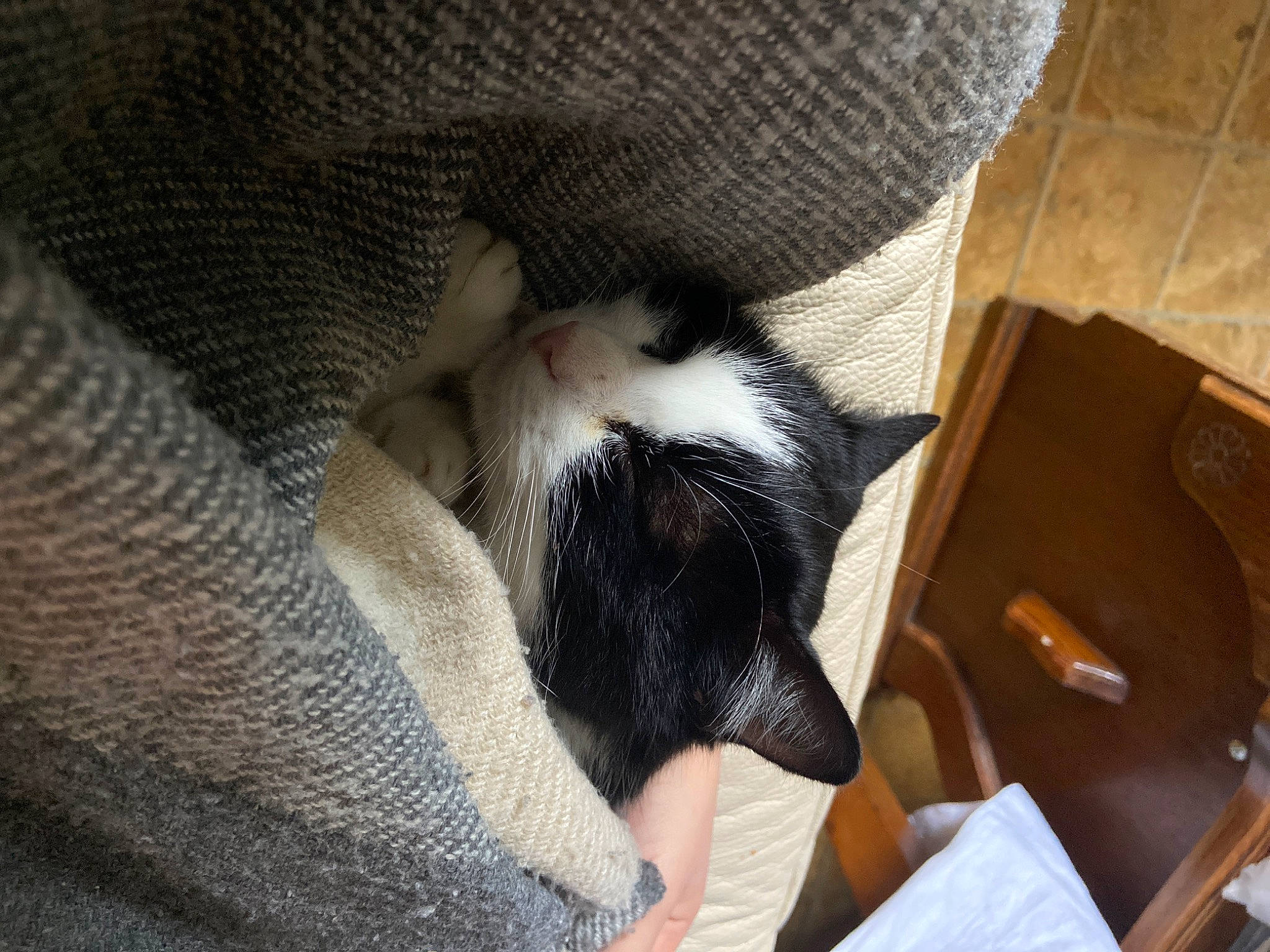 Méo a rejoint le concours — aidez-le/la à gagner de superbes lots ! carnivore, cat, comfort, domestic_short_haired_cat, felidae, fur, grey, nap, paw, sleep, small_to_medium_sized_cats, tan, whiskers