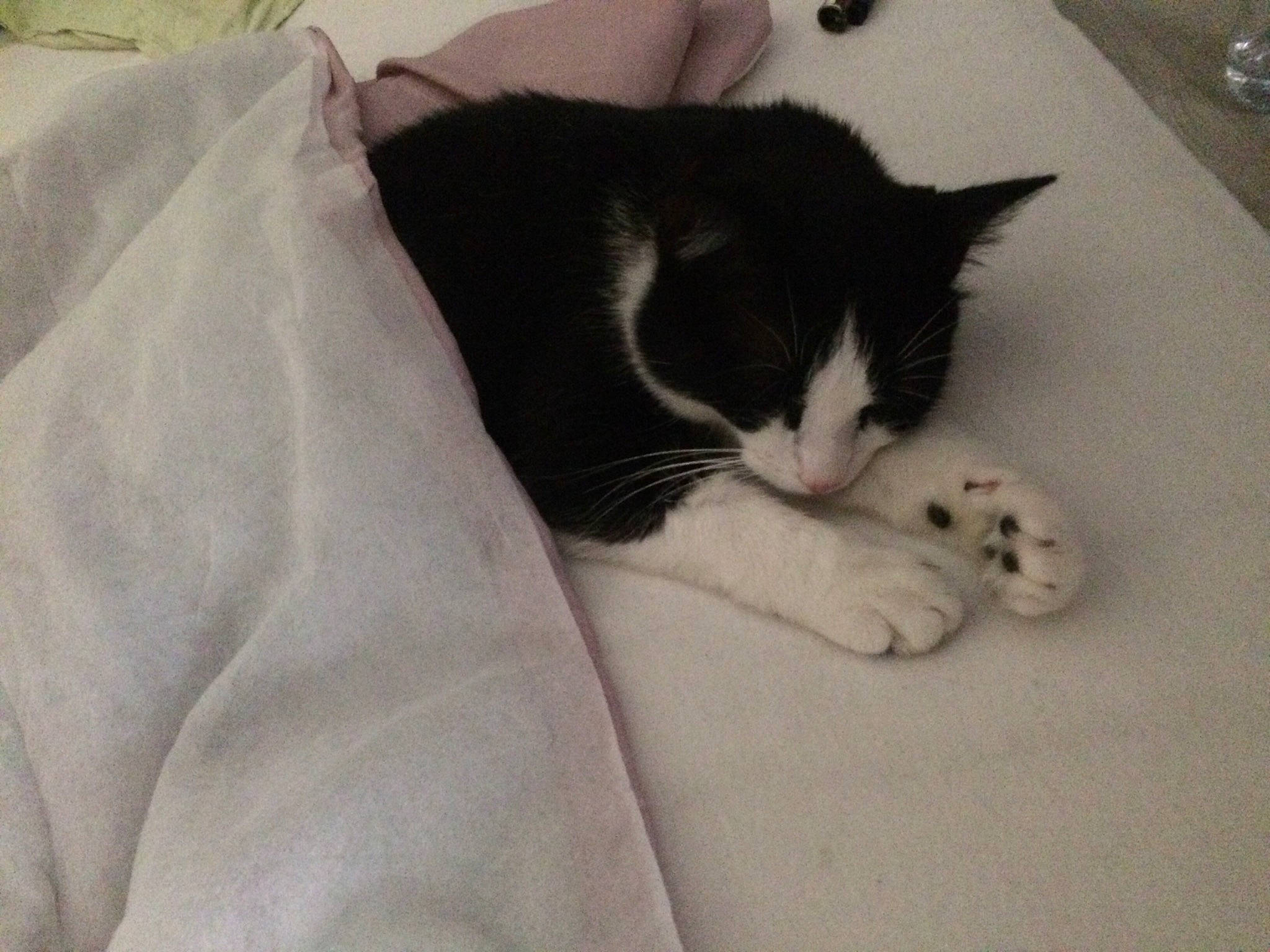 Méo a rejoint le concours — aidez-le/la à gagner de superbes lots ! black_cat, carnivore, cat, domestic_short_haired_cat, ear, european_shorthair, felidae, fur, kitten, nose, polydactyl_cat, sleep, small_to_medium_sized_cats, tail, whiskers