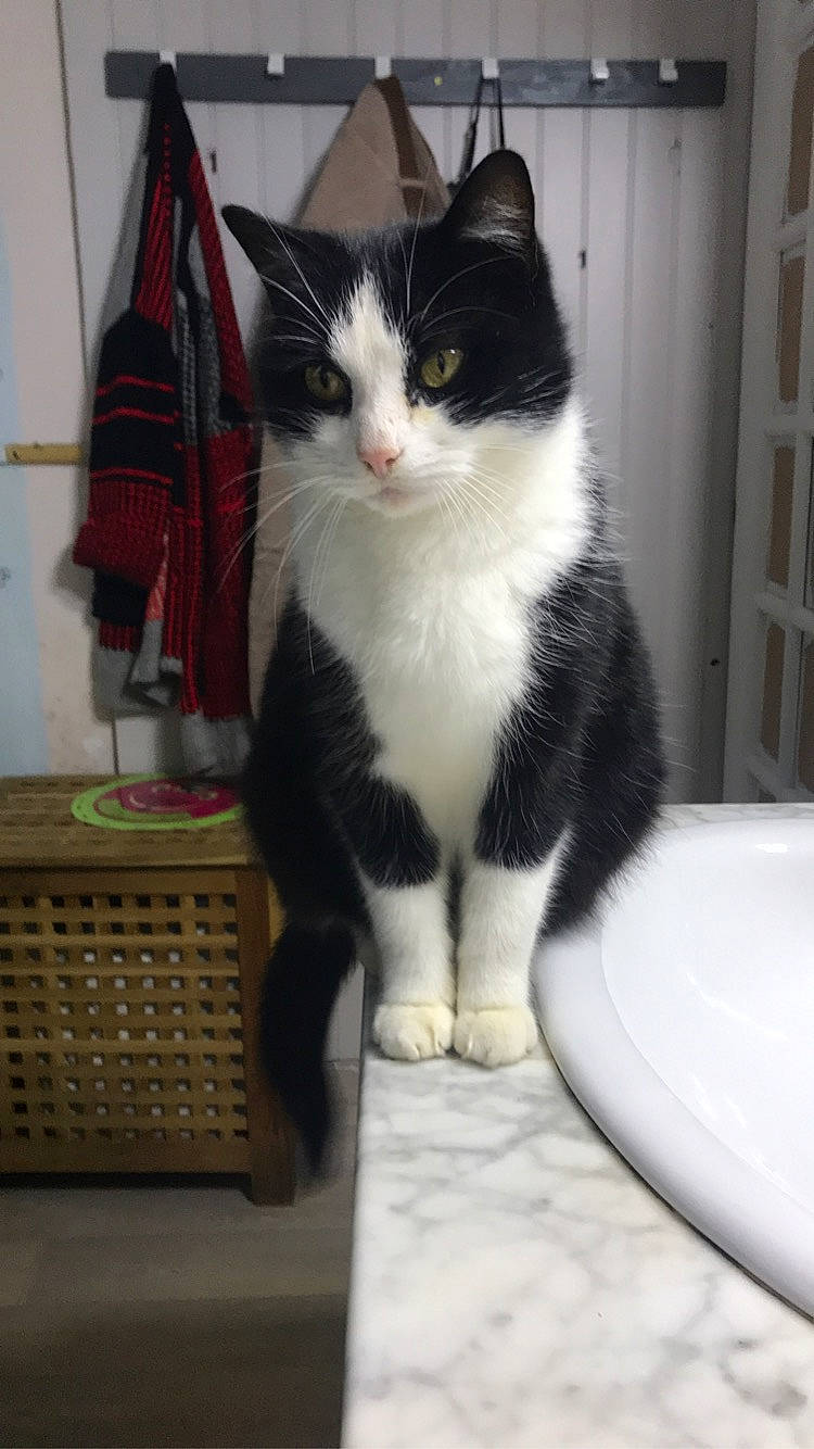 Méo participe au concours pour gagner de l'argent avec cette photo : carnivore, cat, domestic_short_haired_cat, felidae, fur, home_accessories, pet_supply, small_to_medium_sized_cats, snout, tail, vertebrate, whiskers, wicker