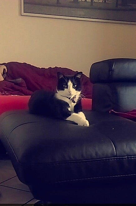 Méo a rejoint le concours — aidez-le/la à gagner de superbes lots ! canidae, carnivore, cat, chair, cloud, comfort, companion_dog, couch, dog, felidae, furniture, futon, leg, nap, non_sporting_group, room, sitting, sky, small_to_medium_sized_cats, square