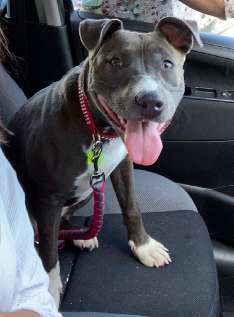 Savana a rejoint le concours — aidez-le/la à gagner de superbes lots ! auto_part, automotive_exterior, car, carnivore, collar, companion_dog, dog, dog_breed, dog_collar, fawn, guard_dog, leash, motor_vehicle, snout, sporting_group, vehicle, whiskers, window, windshield, working_animal