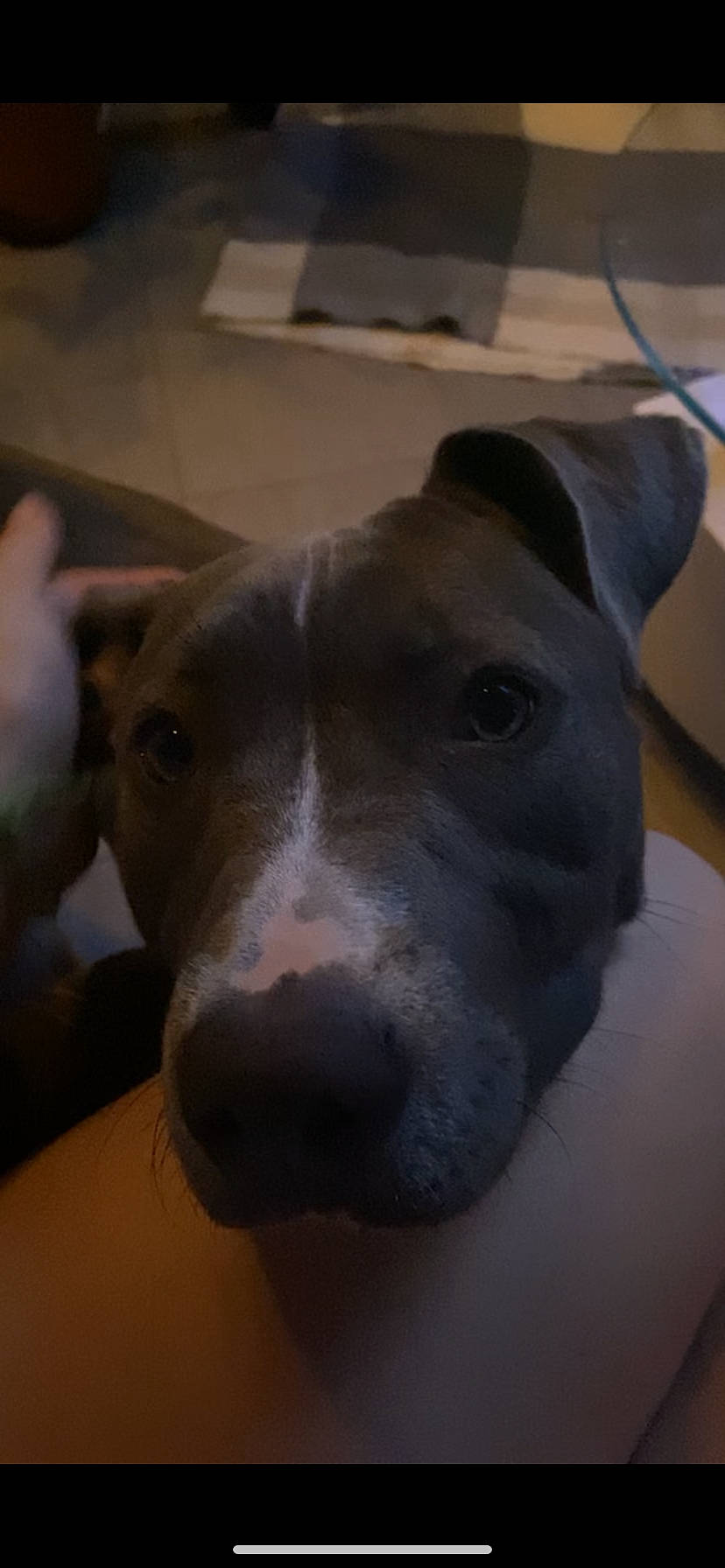 Savana participe au concours pour gagner de l'argent avec cette photo : canidae, carnivore, companion_dog, dog, dog_breed, ear, fawn, liver, non_sporting_group, snout, sporting_group, terrestrial_animal, whiskers, working_animal